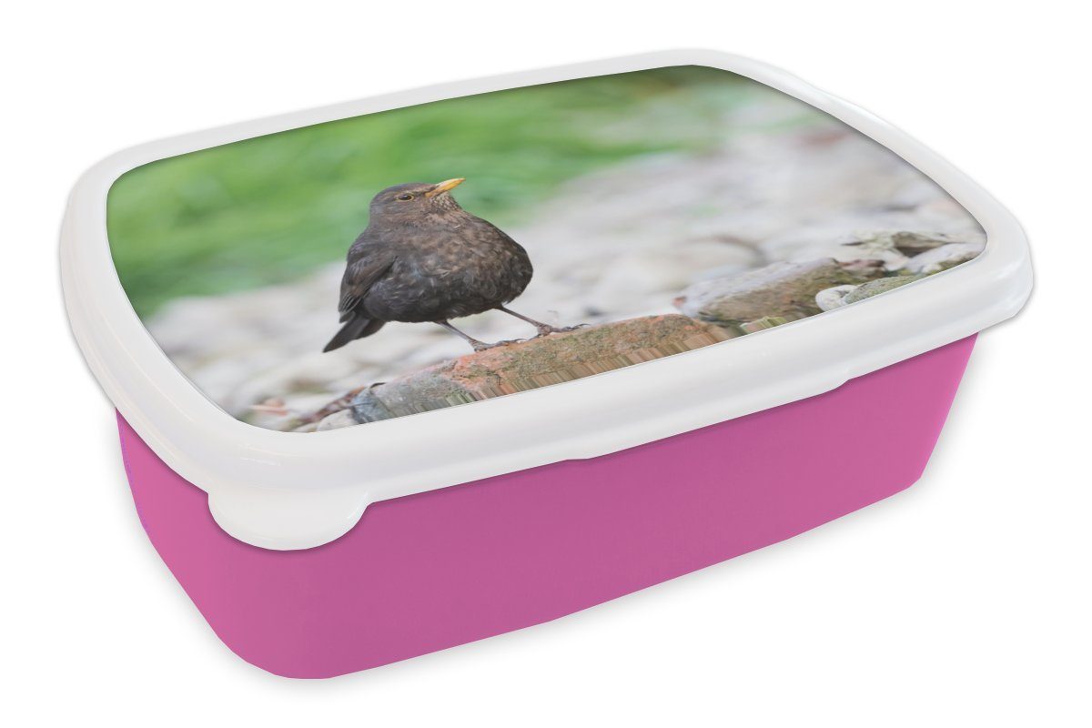 MuchoWow Lunchbox Amselweibchen sitzt auf Stein, Brotdose (2-tlg), Brotbox einem Kunststoff, Mädchen, Snackbox, Erwachsene, Kinder, Kunststoff für rosa