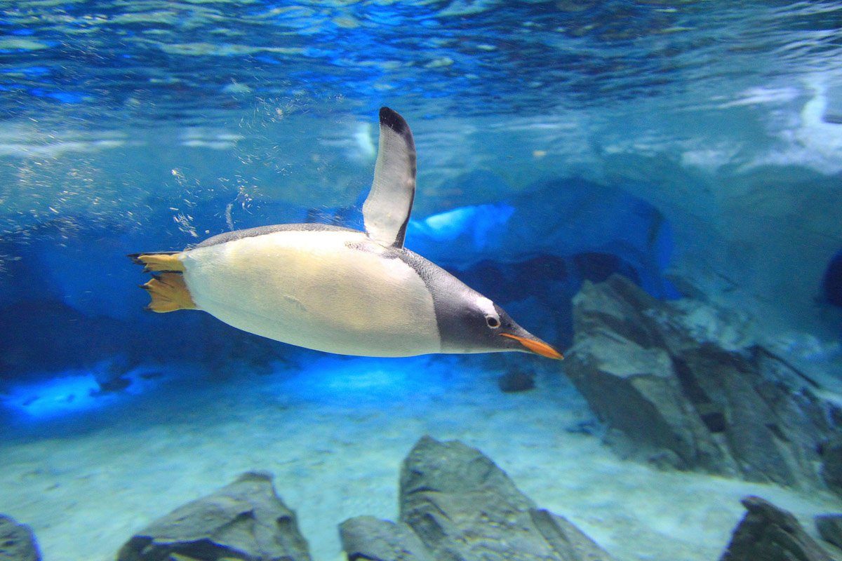 Fototapete Unterwasser-Eselspinguin