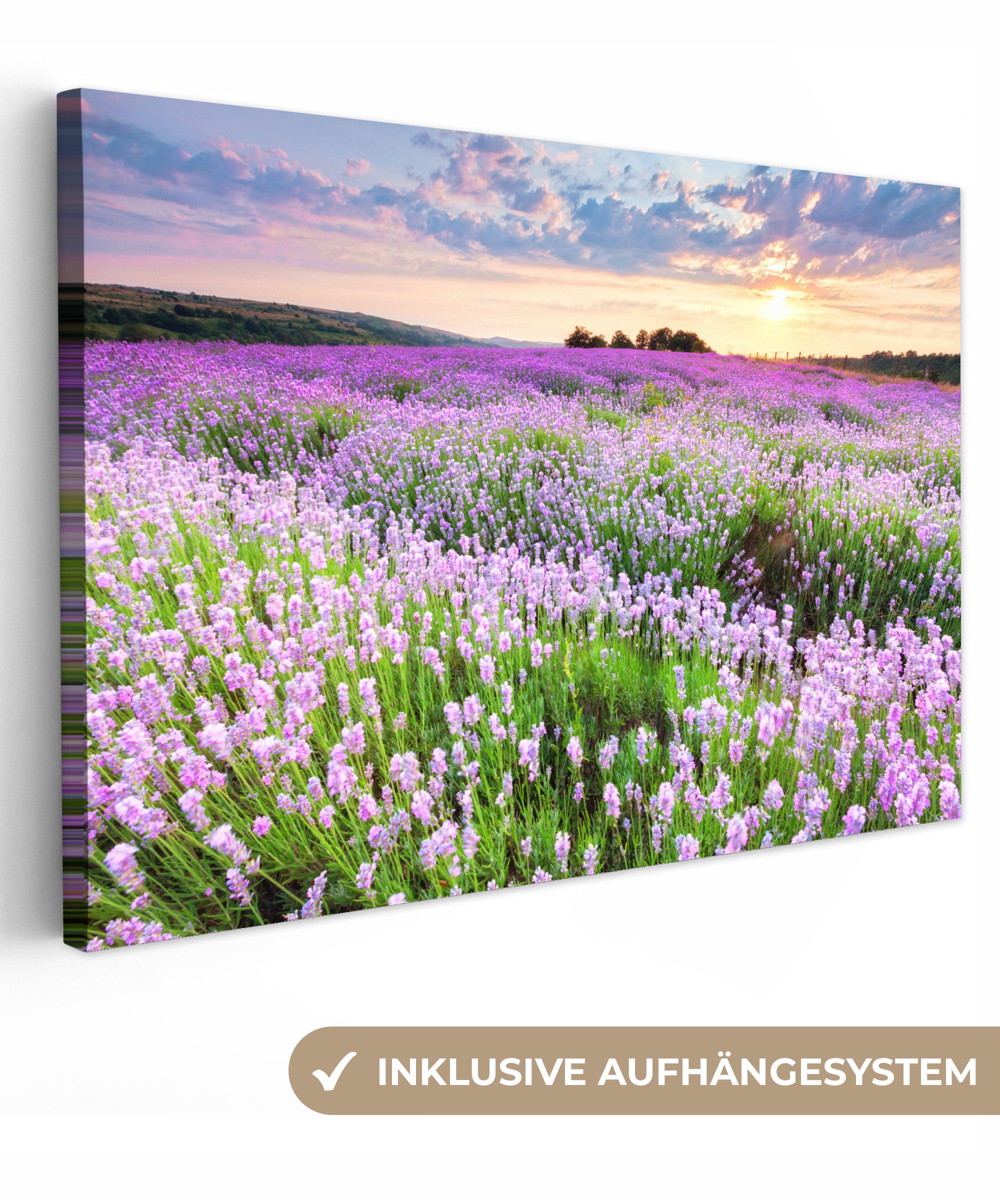 OneMillionCanvasses® Leinwandbild Lavendel - Blumen - Sonnenuntergang - Lil günstig online kaufen