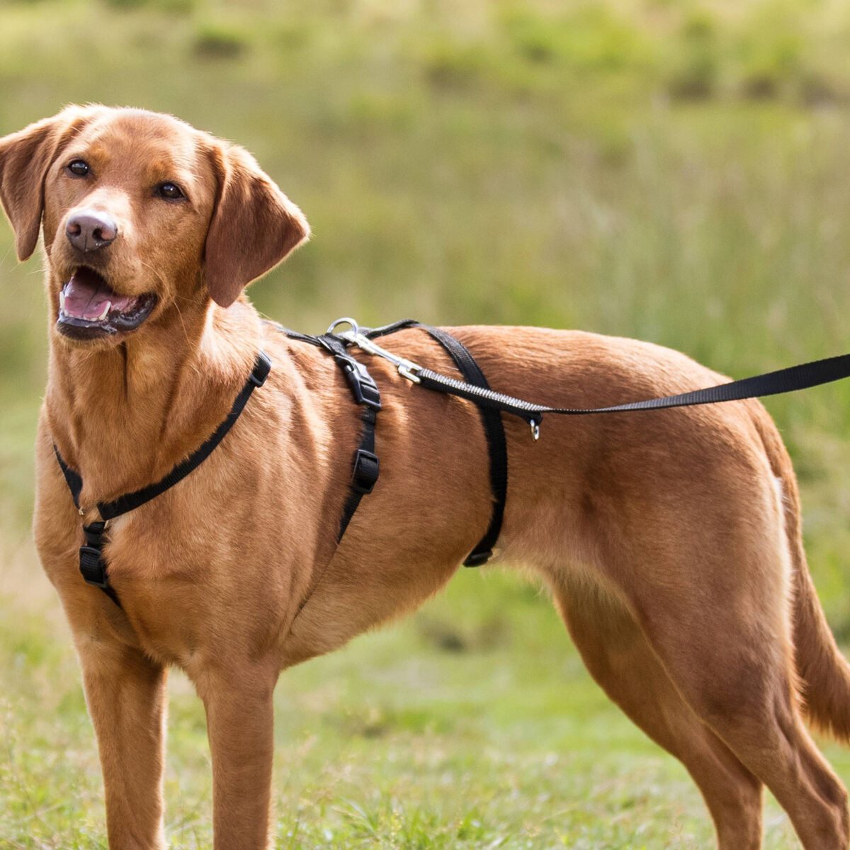 TRIXIE Hunde-Erziehungsgeschirr Panikgeschirr Stay - schwarz - 32–45 cm/10 mm