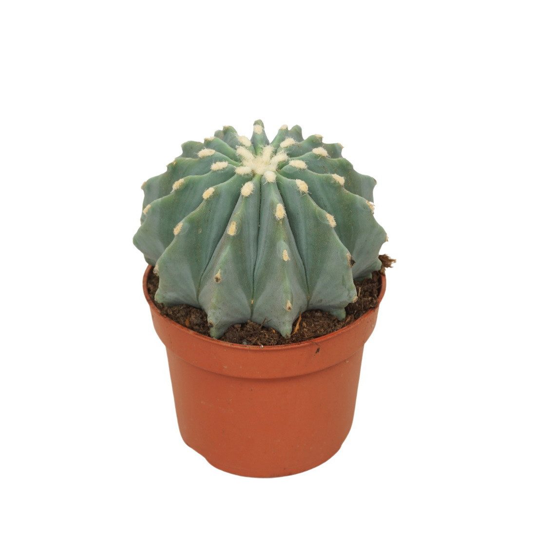 Kaktus Stachellose Teufelszunge Ferocactus glaucescens inermis 10,5cm Topf