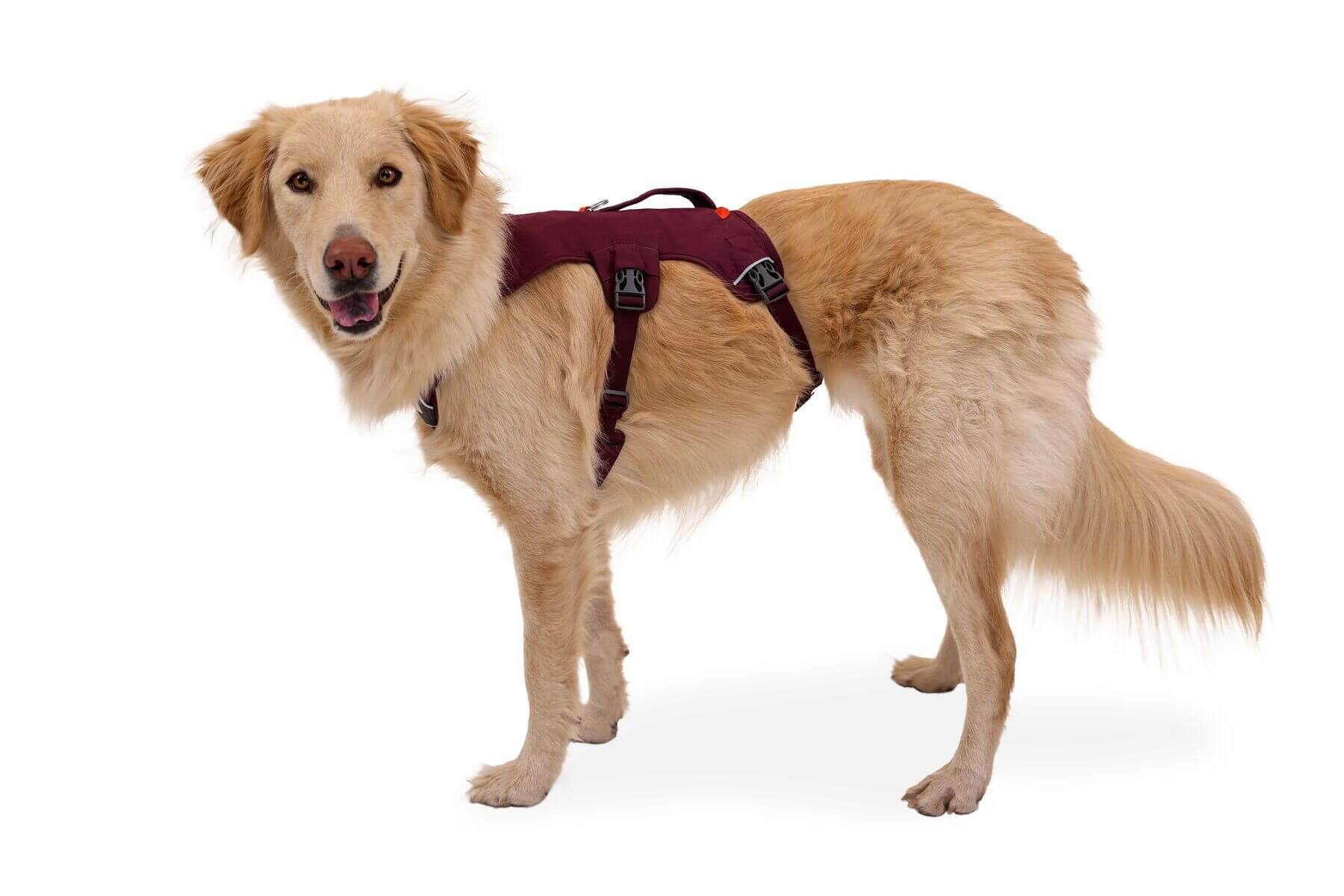 Ruffwear Hunde-Geschirr Web Master Harness