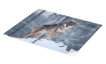 Posterlounge Wandfolie Frank Sommariva, Grauer Wolf im Schnee, Fotografie