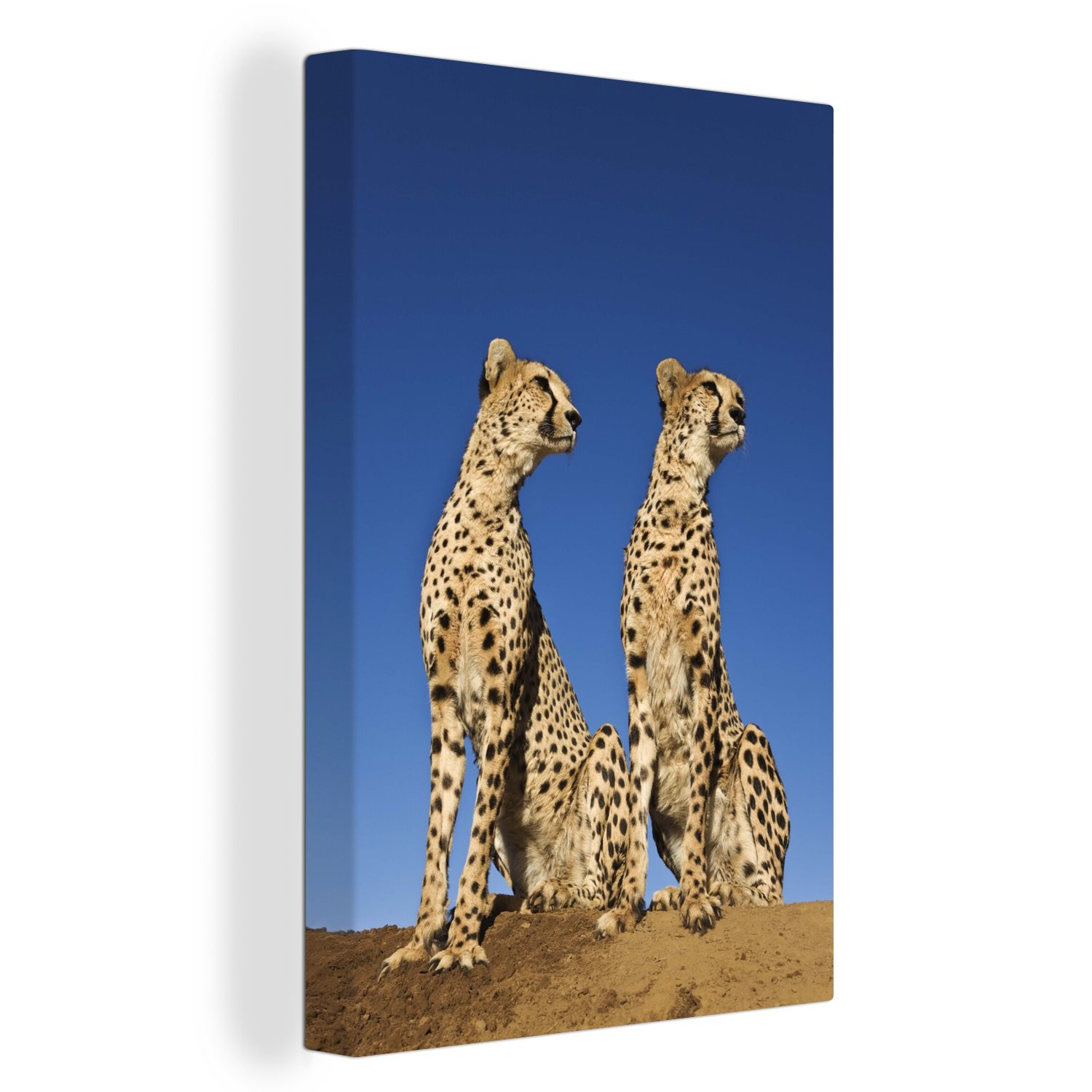 OneMillionCanvasses® Leinwandbild Wilde Geparden, (1 St), Leinwandbild fertig bespannt inkl. Zackenaufhänger, Gemälde, 20x30 cm