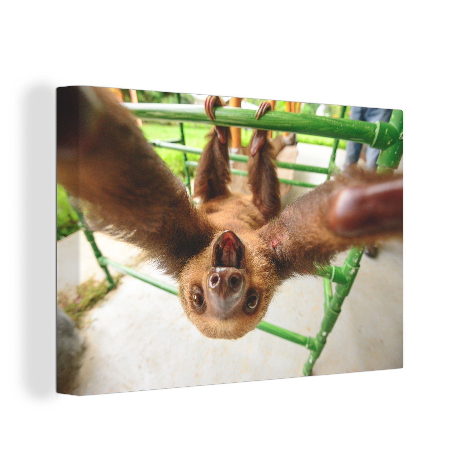 OneMillionCanvasses® Leinwandbild »Faultier Lustig Klettergerüst
