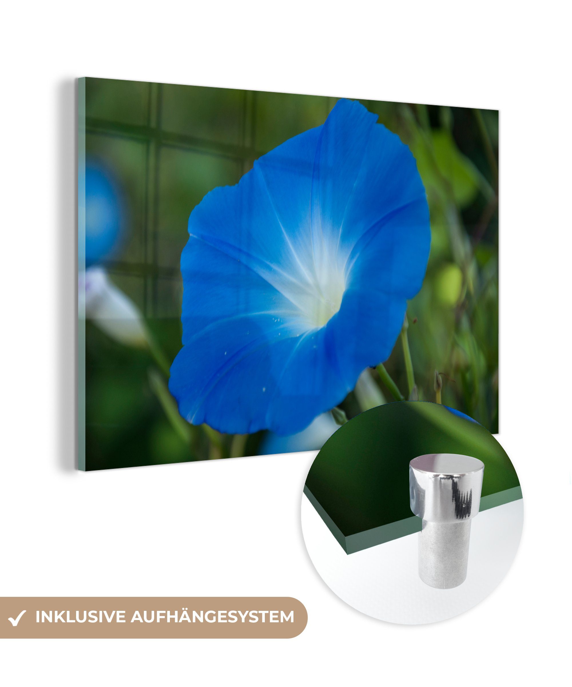 MuchoWow Acrylglasbild Blaue Orchidee vor verblasstem Hintergrund, (1 St), Acrylglasbilder Wohnzimmer & Schlafzimmer