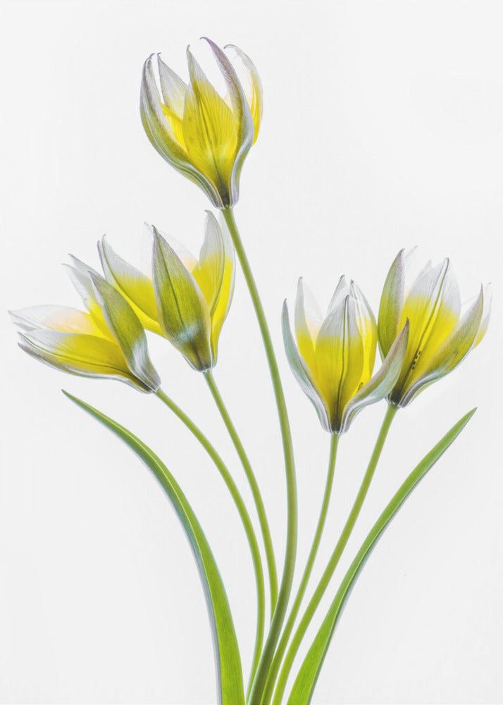 Papermoon Leinwandbild "Tulipa" von Mandy Disher, 250 g/m² Galeriedruck, Auf Holzkeilrahmen, brillante UV-beständige Farben, Made in Germany