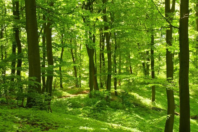 Papermoon Fototapete »German Beech Forest«, glatt-Otto