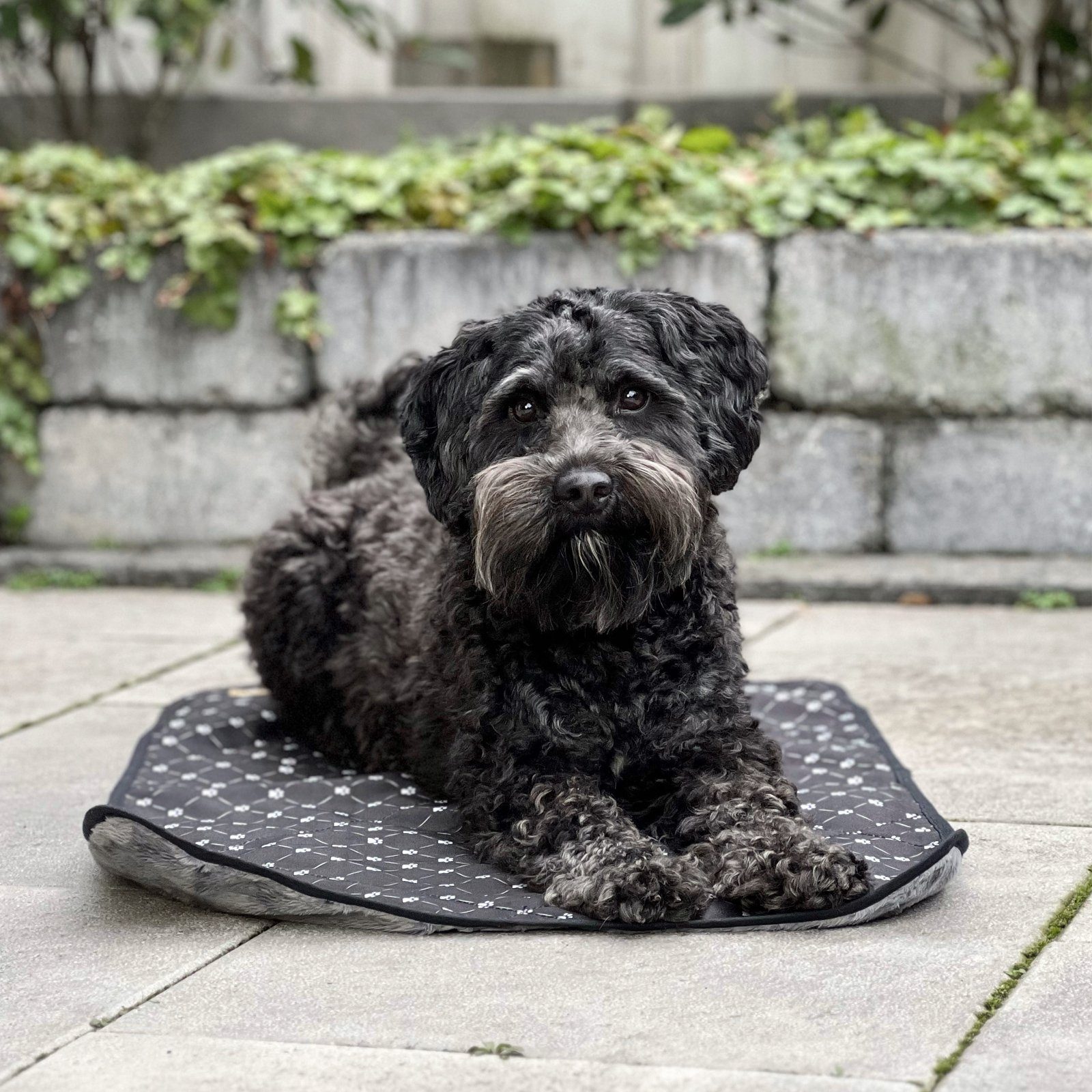 Mr. Cuddles Tierdecke, Flauschige Hundedecke, Wasserabweisende Seite, Waschbar, 50x80cm