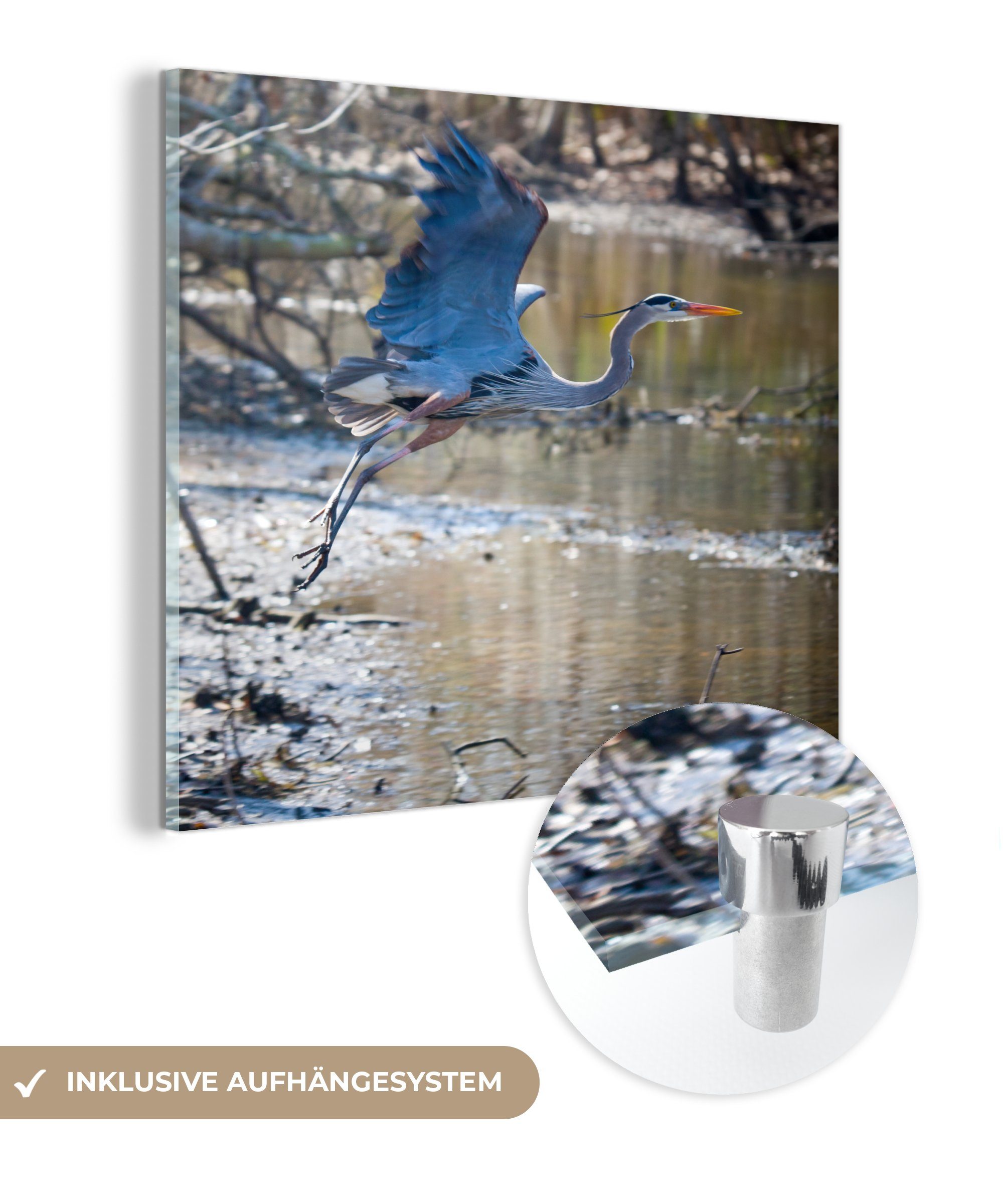 MuchoWow Acrylglasbild Reiher fliegt weg, (1 St), Glasbilder - Bilder auf Glas Wandbild - Foto auf Glas - Wanddekoration