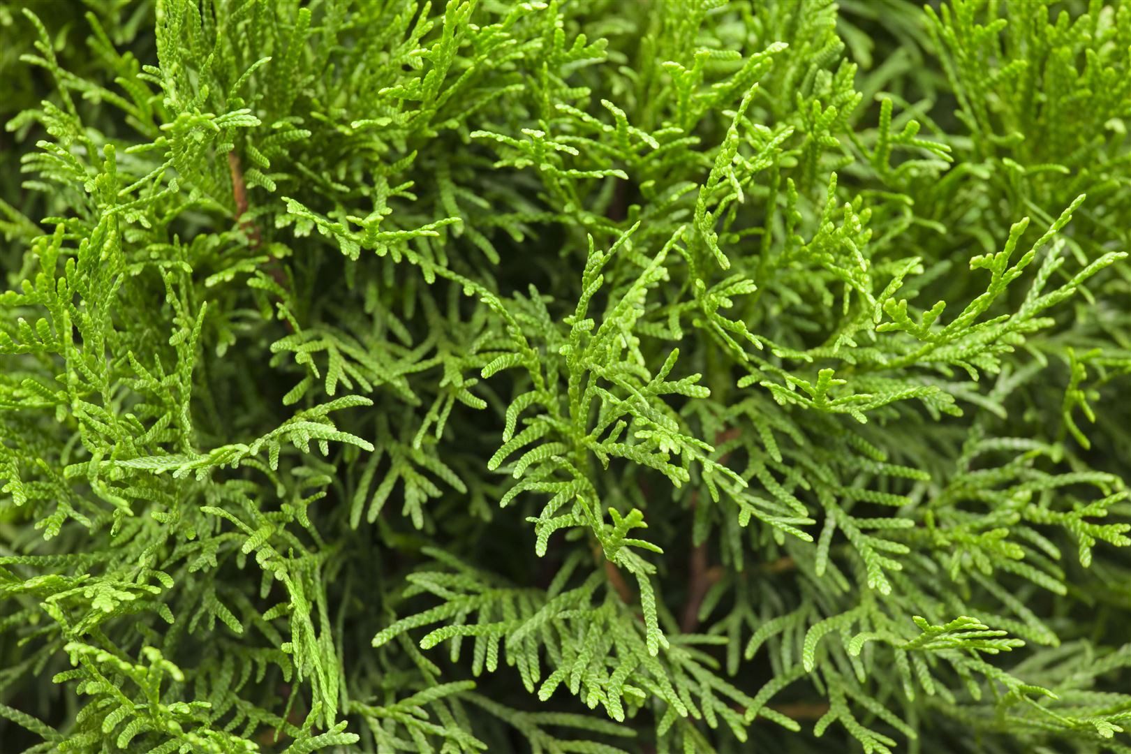 Pflanzen für Dich Konifere Thuja Smaragd, 1 St., Lebensbaum, Abendländischer Lebensbaum, immergrün, säulenform