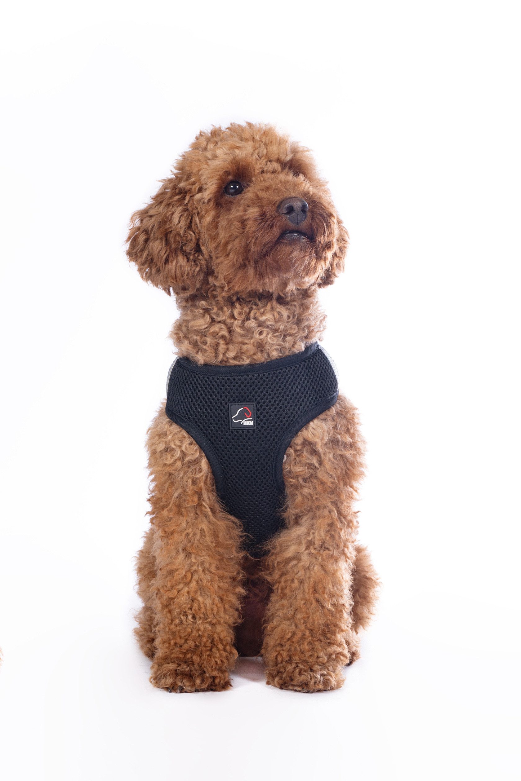 HKM Dogs Hunde-Geschirr Hundegeschirr -Buddy Soft- günstig online kaufen