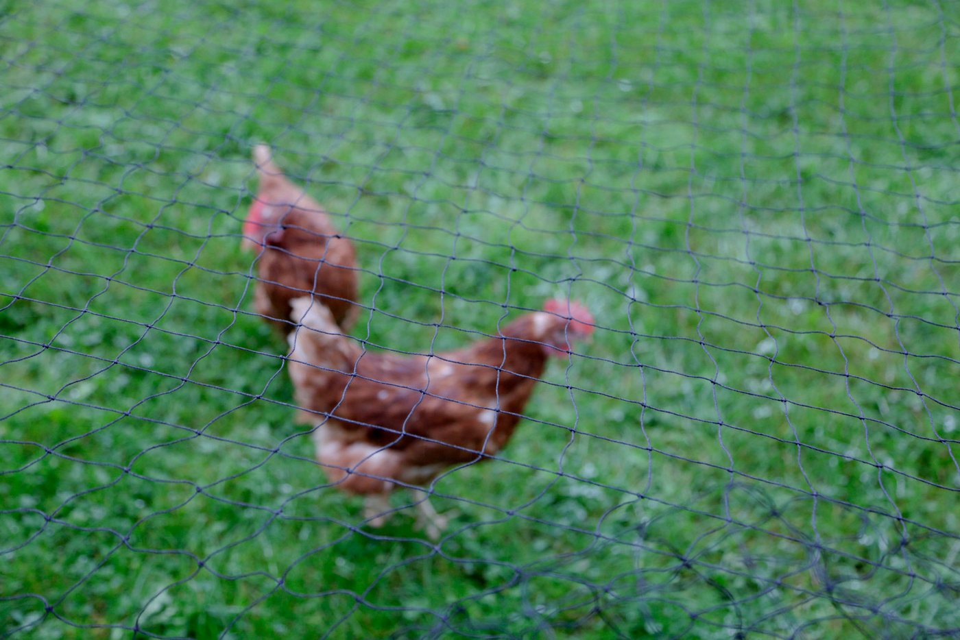Thumbnail - Kerbl Schutznetz Geflügelschutznetz Maschenweite 60 mm Schutznetz, BxL: 100x50 m, umlaufende Randeinfassung