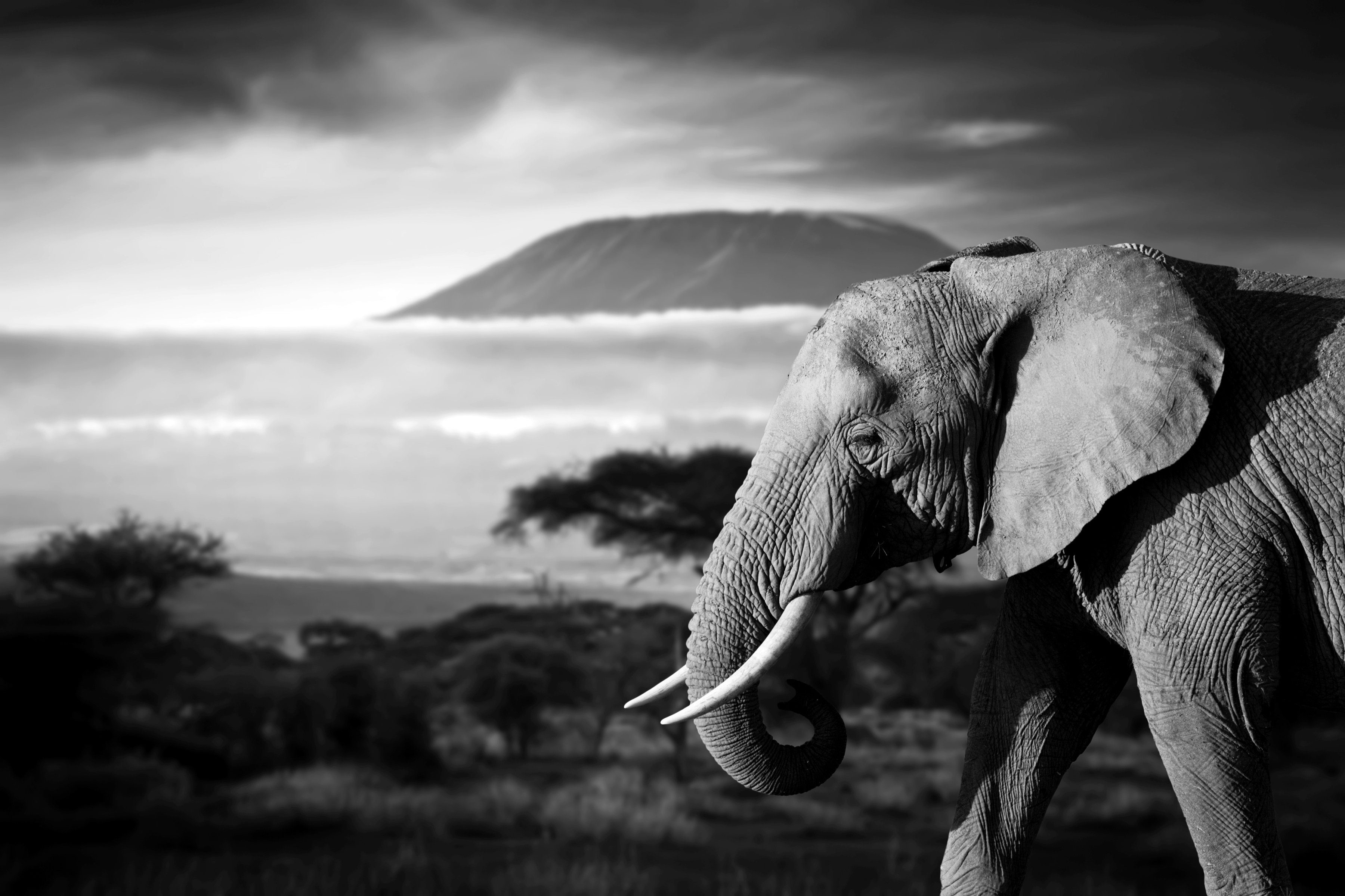 Papermoon Fototapete Elefant mit Landschaft Schwarz Weiß