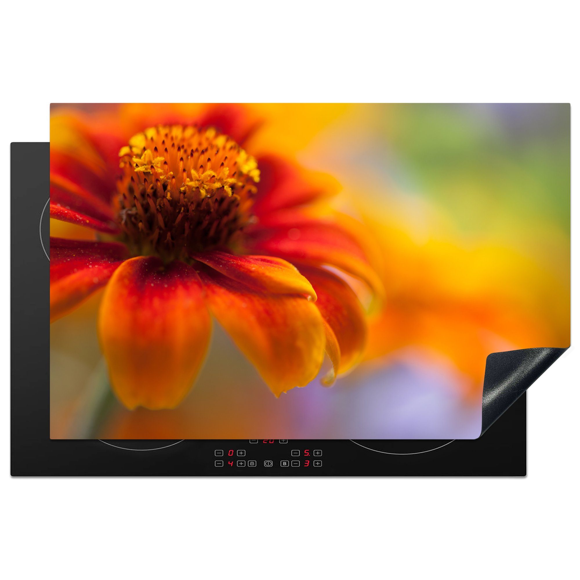 MuchoWow Herdblende-/Abdeckplatte Nahaufnahme einer orangefarbenen Zinnienblüte, Vinyl, (1 tlg), 81x52 cm, Induktionskochfeld Schutz für die küche, Ceranfeldabdeckung