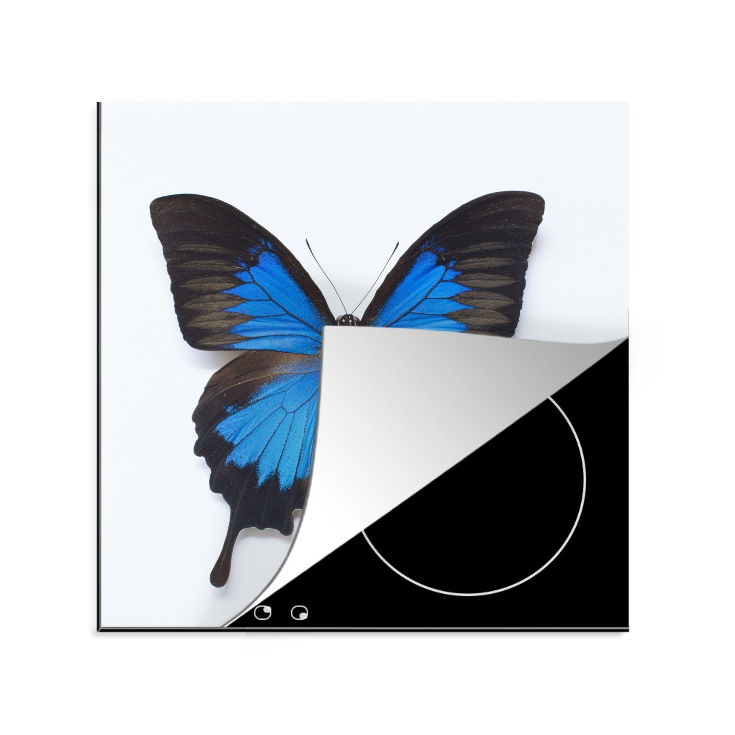 MuchoWow Herdblende-/Abdeckplatte Schmetterling - Insekten - Blau, Vinyl, (1 tlg), 78x78 cm, Ceranfeldabdeckung, Arbeitsplatte für küche