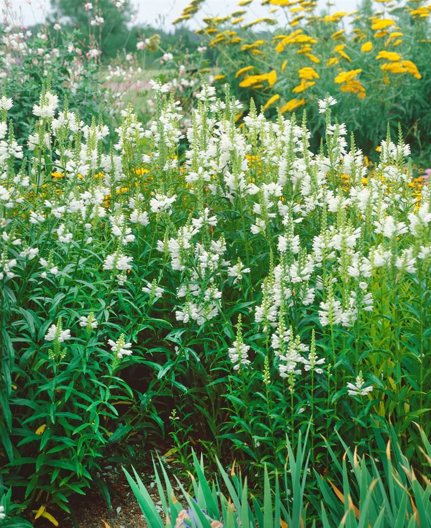Pflanzen für Dich Staude Physostegia virginiana 'Alba', 1 St., Kandelaber-Ehrenpreis, Gelenkblume