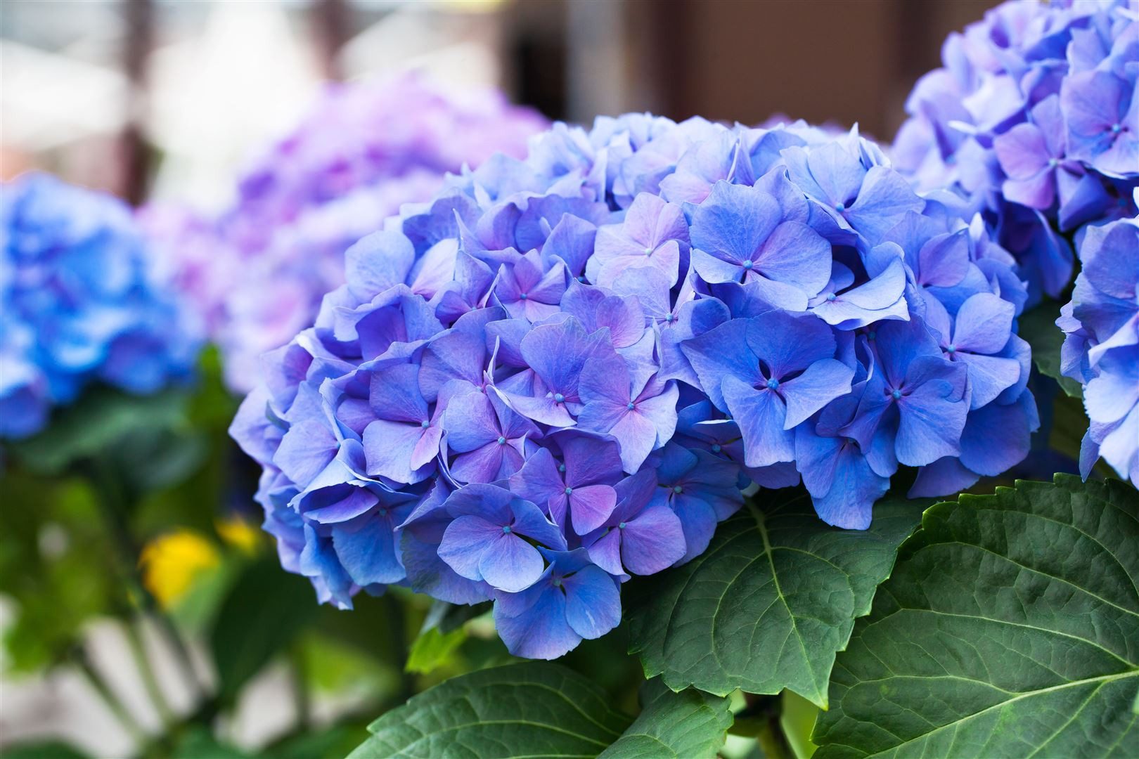 Pflanzen für Dich Gehölze Hydrangea macrophylla Early Blue, 1 St., Bauernhortensie, Gartenhortensie