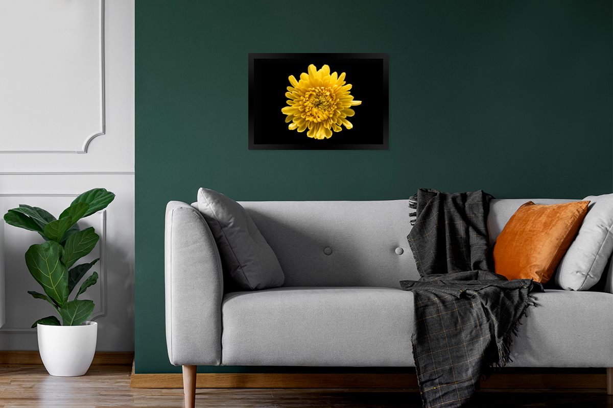 MuchoWow Poster Eine gelbe Chrysantheme Schwarzem Gerahmtes Poster, Wanddeko, Hintergrund, auf Wandposter, Bilder, St), Bilderrahmen schwarzem (1