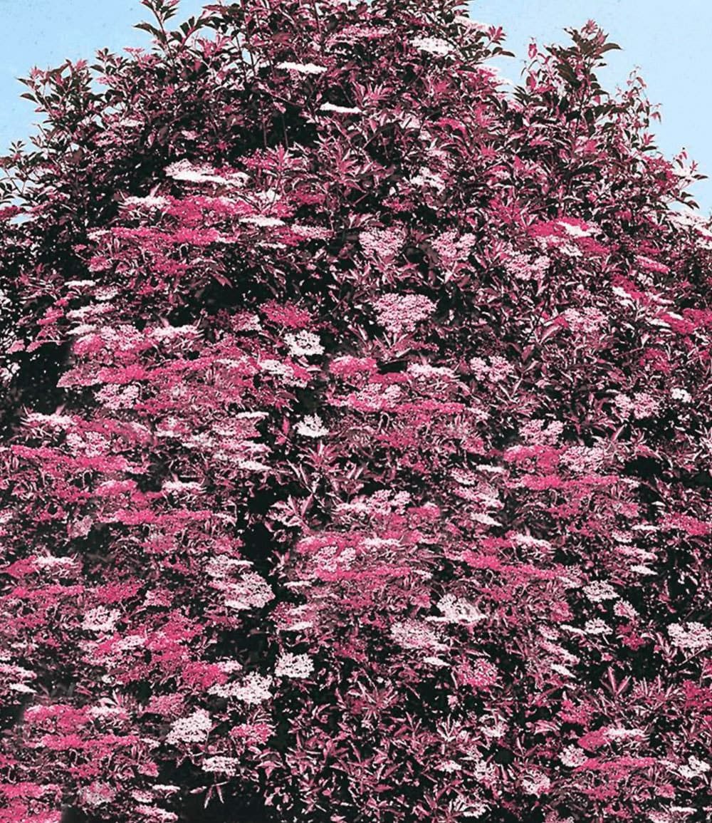 BALDUR Garten Obstpflanze Holunder Sambucus nigra 'Thundercloud', 1 St., Holunderblütensirup,winterhart, mehrjährig, pflegeleicht – Bild 2 von 2