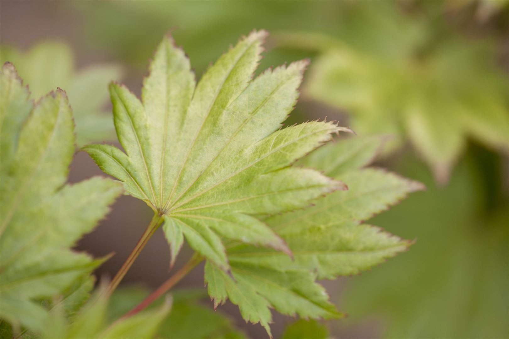 Pflanzen für Dich Gehölze Acer shirasawanum Aureum, 1 St., Goldahorn, Shirasawa-Ahorn
