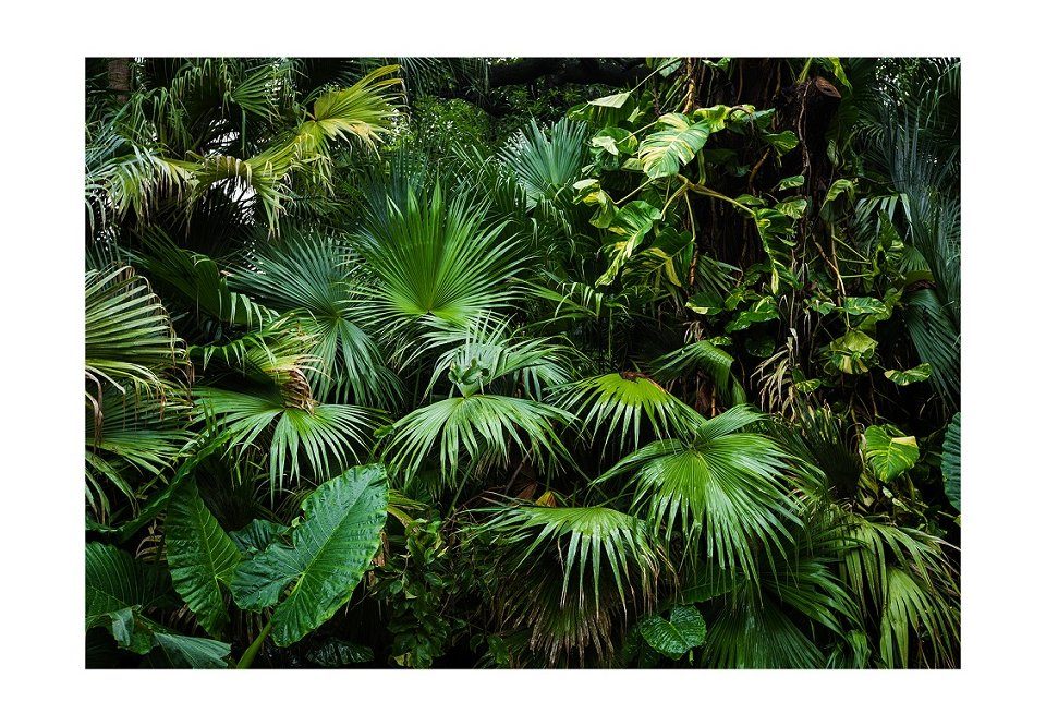 Tapete KUNSTLOFT des Dschungels Inmitten 3.92x2.8 Design matt, m, Vliestapete lichtbeständige
