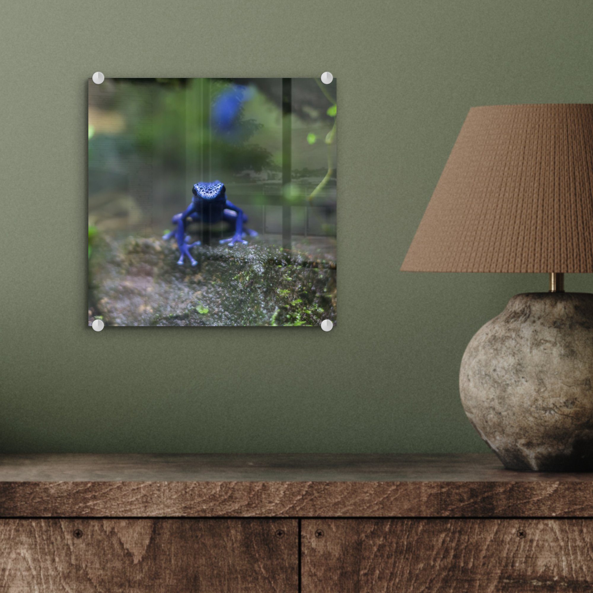 Acrylglasbild - - auf MuchoWow Bilder Dschungel, Wanddekoration (1 Foto auf Frosch Blauer im - Glasbilder Glas Wandbild Glas St),
