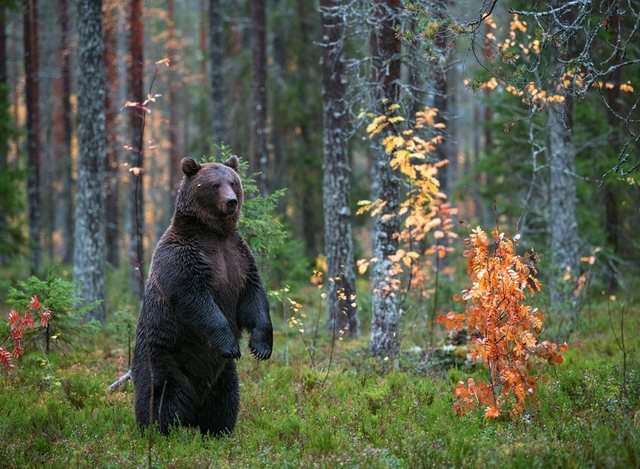 Papermoon Fototapete »Brown Bear in Autumn Forest«, glatt-Otto