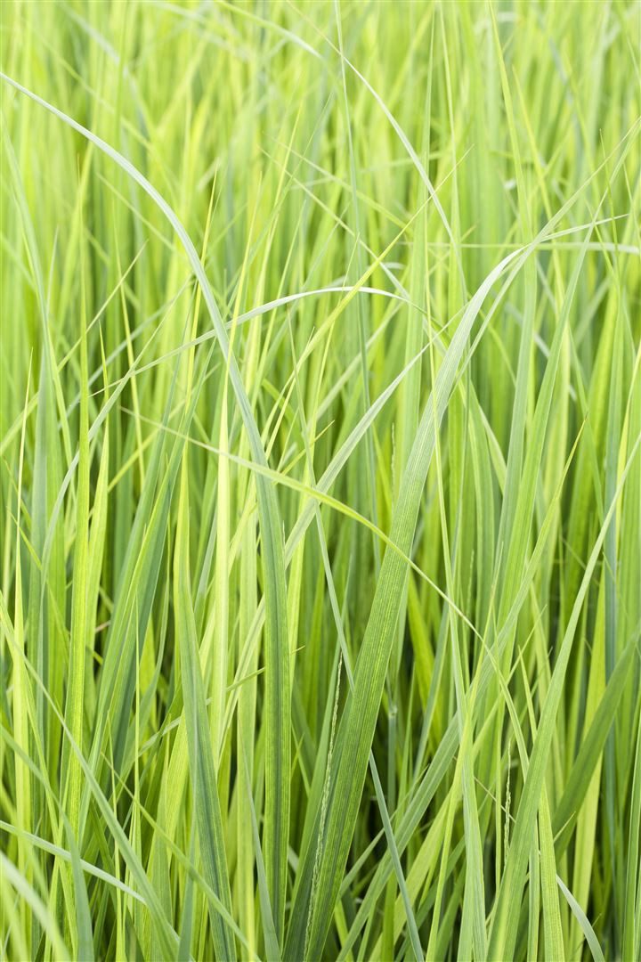Pflanzen für Dich Gräser Panicum virgatum 'Northwind', 1 St., Rutenhirse, aufrecht, winterhart – Bild 4 von 5