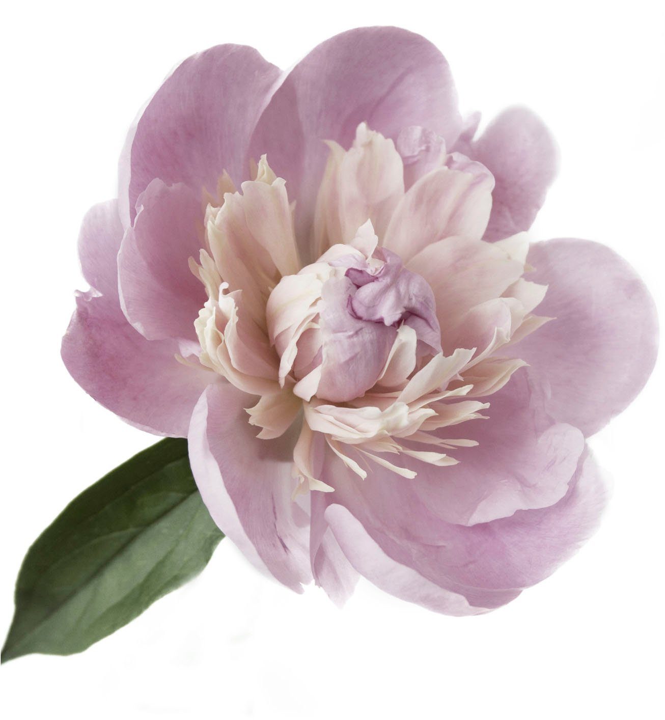 queence Wandtattoo Alena (1 St), Wandbild, Sticker, rosa, Blume, Blüte, selbstklebend, Pastellfarben