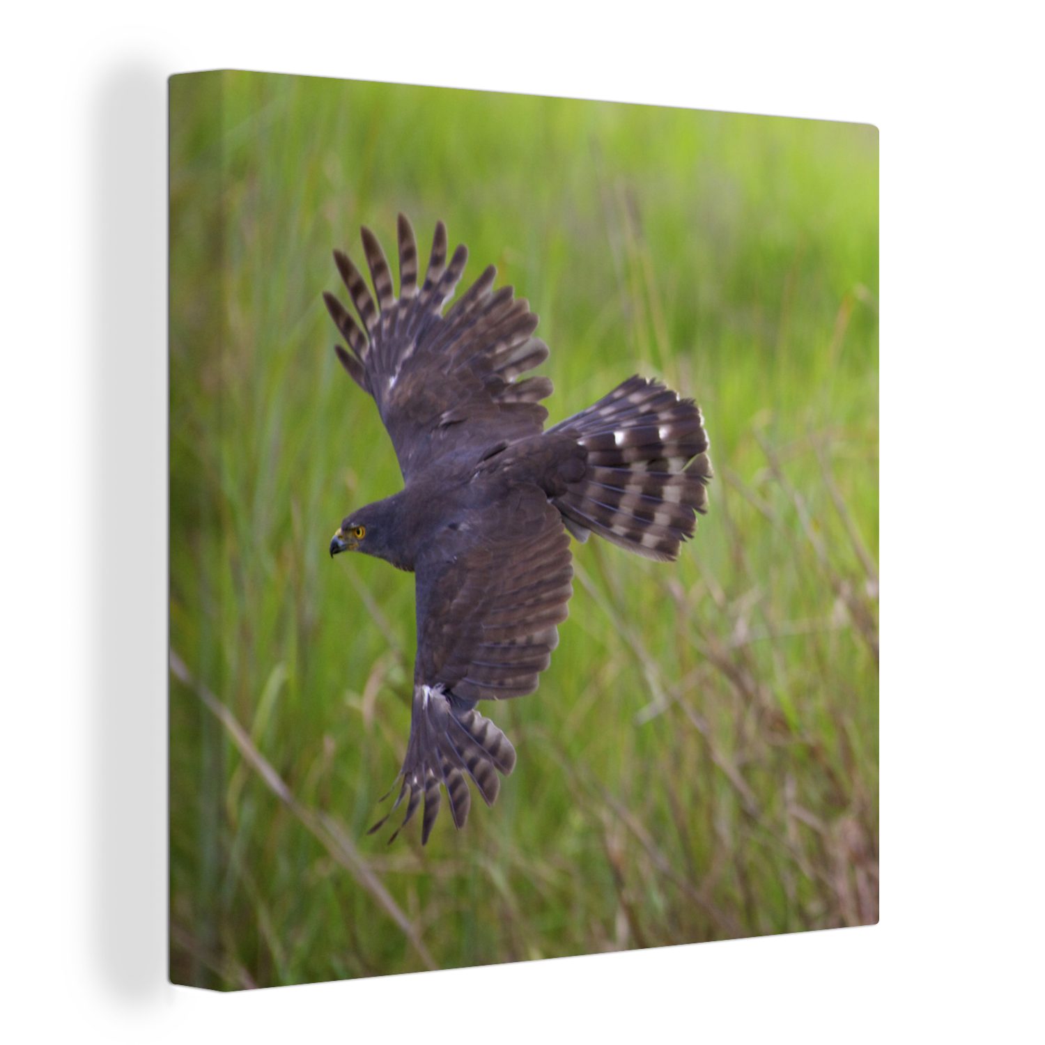 OneMillionCanvasses® Leinwandbild Ein Falke auf der Jagd nach seiner Beute, (1 St), Leinwand Bilder für Wohnzimmer Schlafzimmer