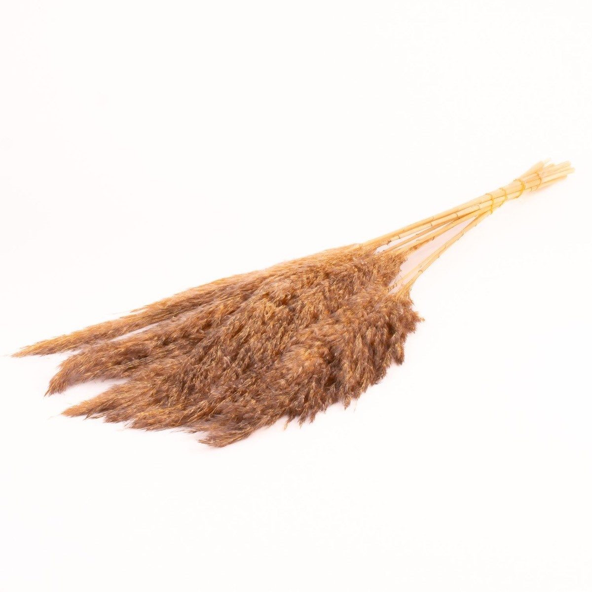 Trockenblume Schilf getrocknet DONJETA, grau-beige, 70-80cm, Ø15cm, INNA-Glas, Höhe 80.0 cm