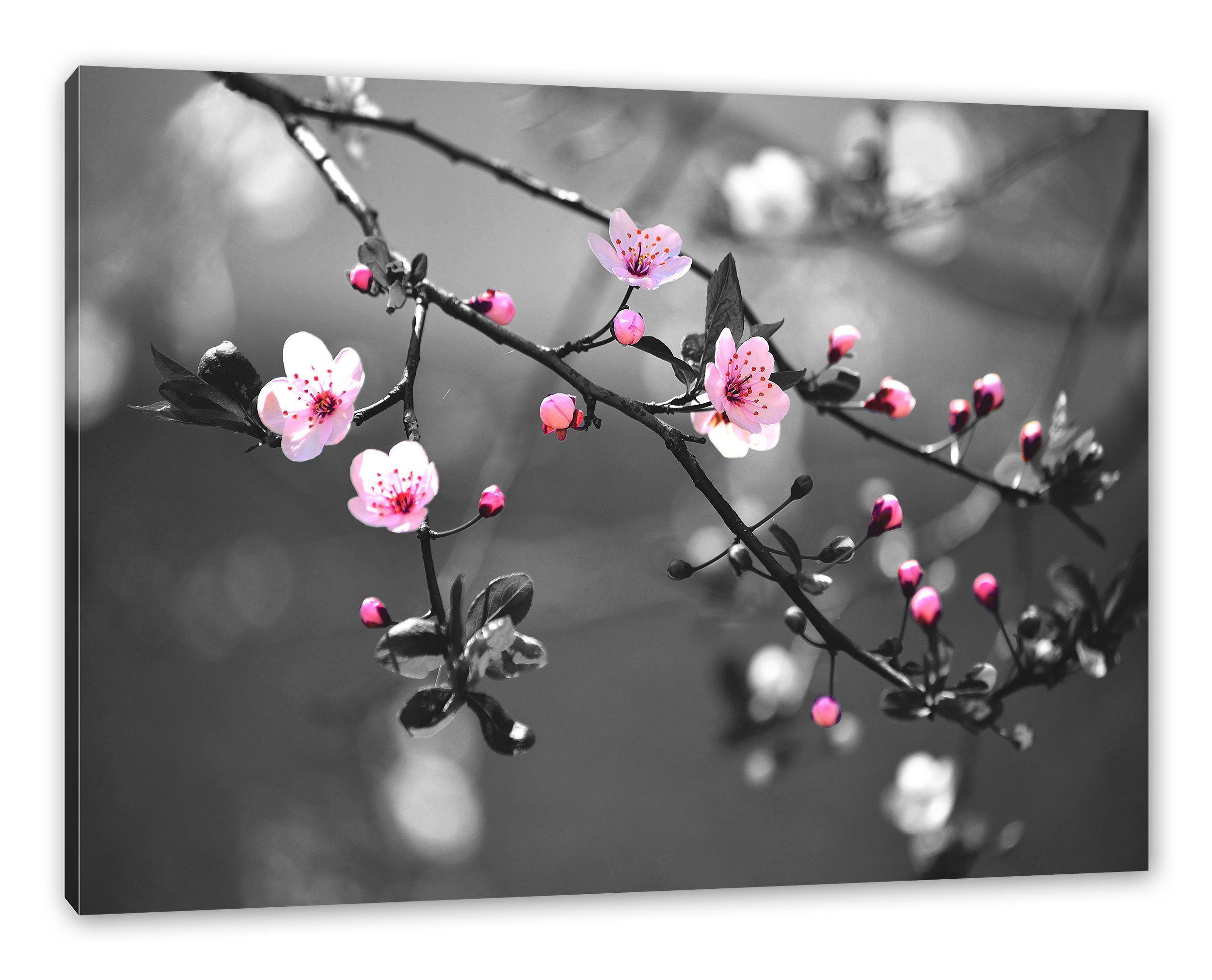 Leinwandbild Exotische St), Leinwandbild (1 Blüten, fertig inkl. Sakura Blüten Sakura bespannt, Pixxprint Zackenaufhänger Exotische
