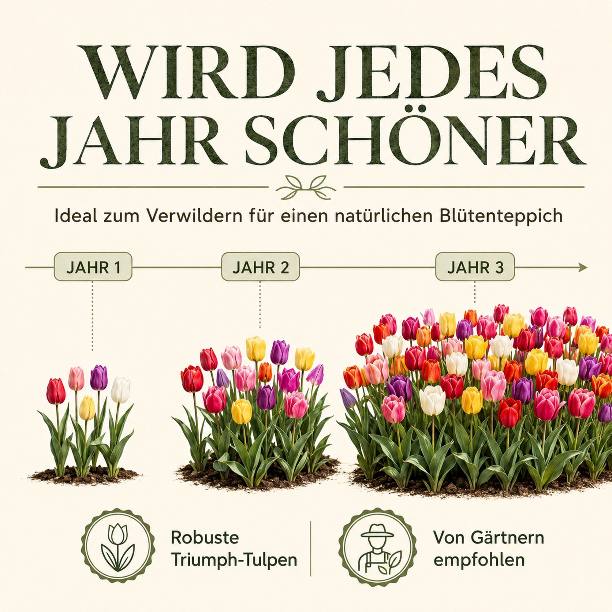 HappySeed Blumenzwiebeln 50 Stk, Tulpen & Frühlingsblüher, verschiedene Sorten, (Bunte Mischung, 50-St), Bunte Mischung – Bild 5 von 5