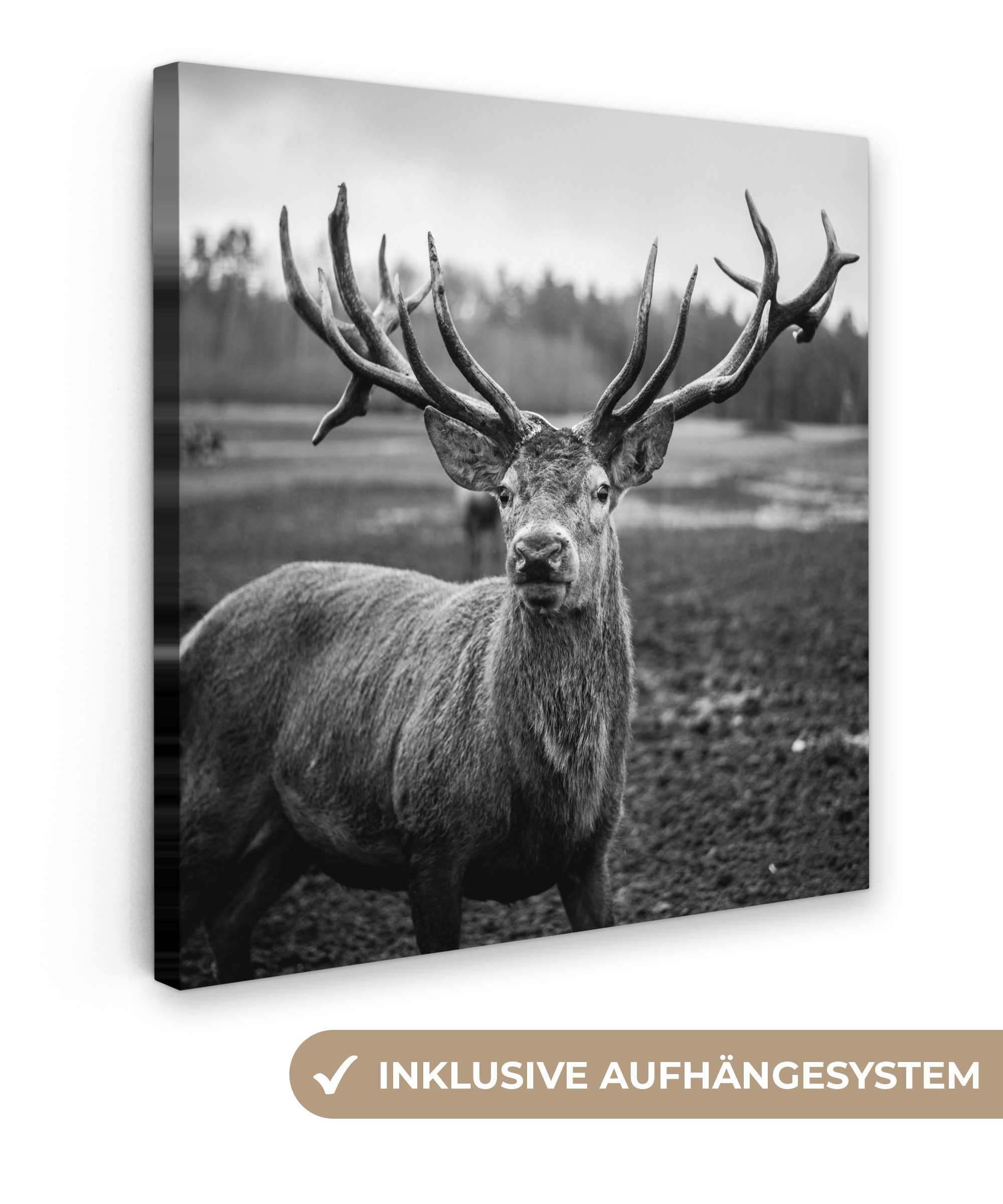 OneMillionCanvasses® Leinwandbild Tiere - Hirsch - günstig online kaufen