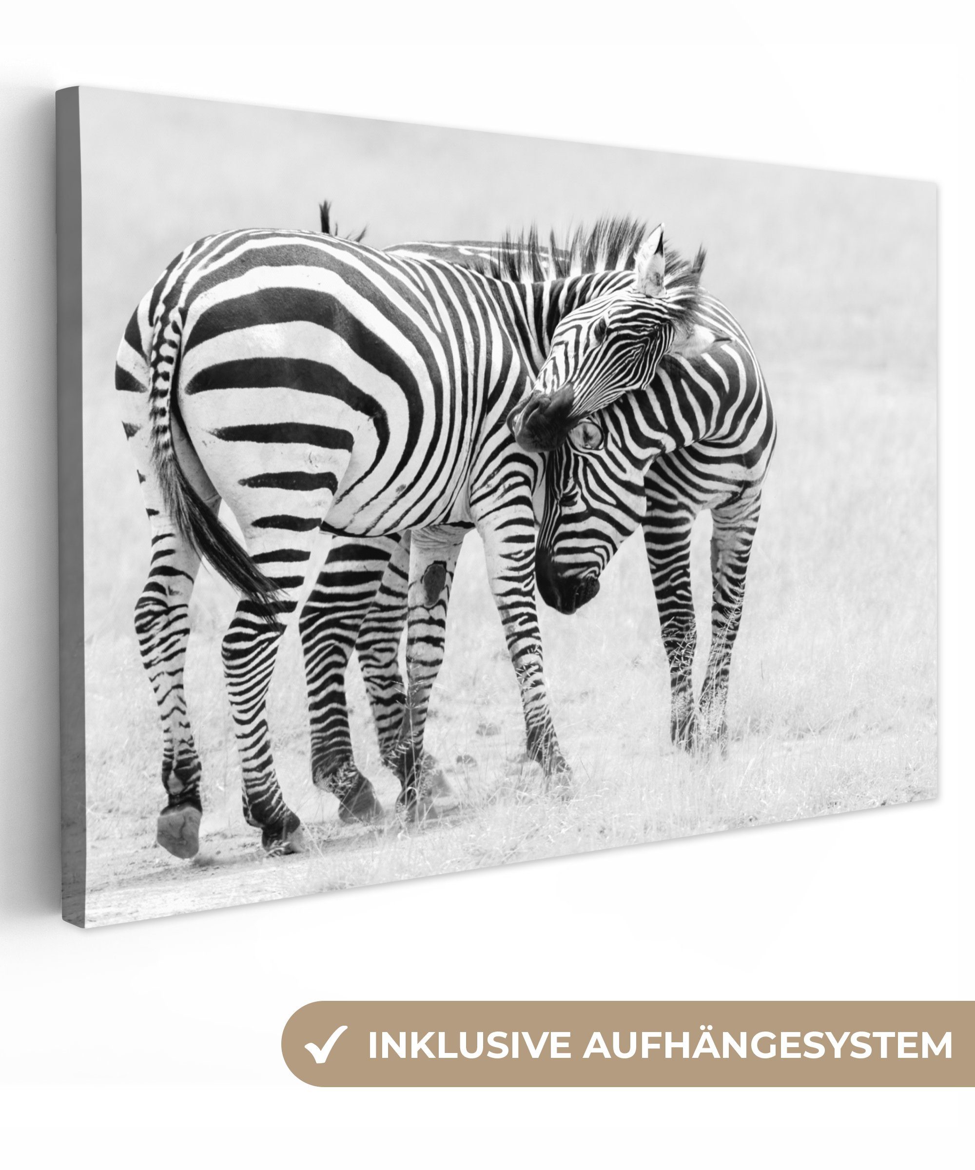 OneMillionCanvasses® Leinwandbild Zebra - Tiere - günstig online kaufen