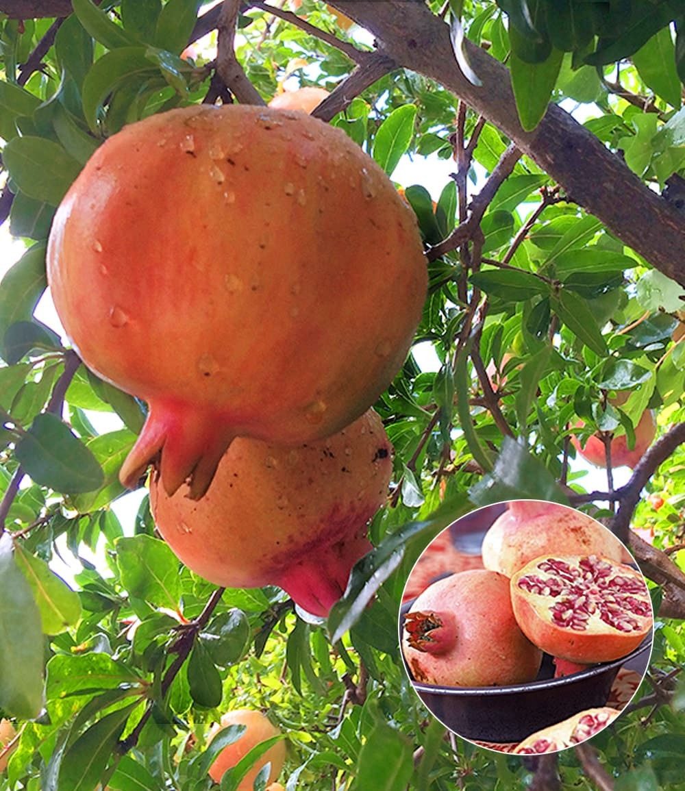 BALDUR Garten Obstpflanze Granatapfel, 1 St., Selbstbefruchtend,winterhart, essbar, pflegeleicht