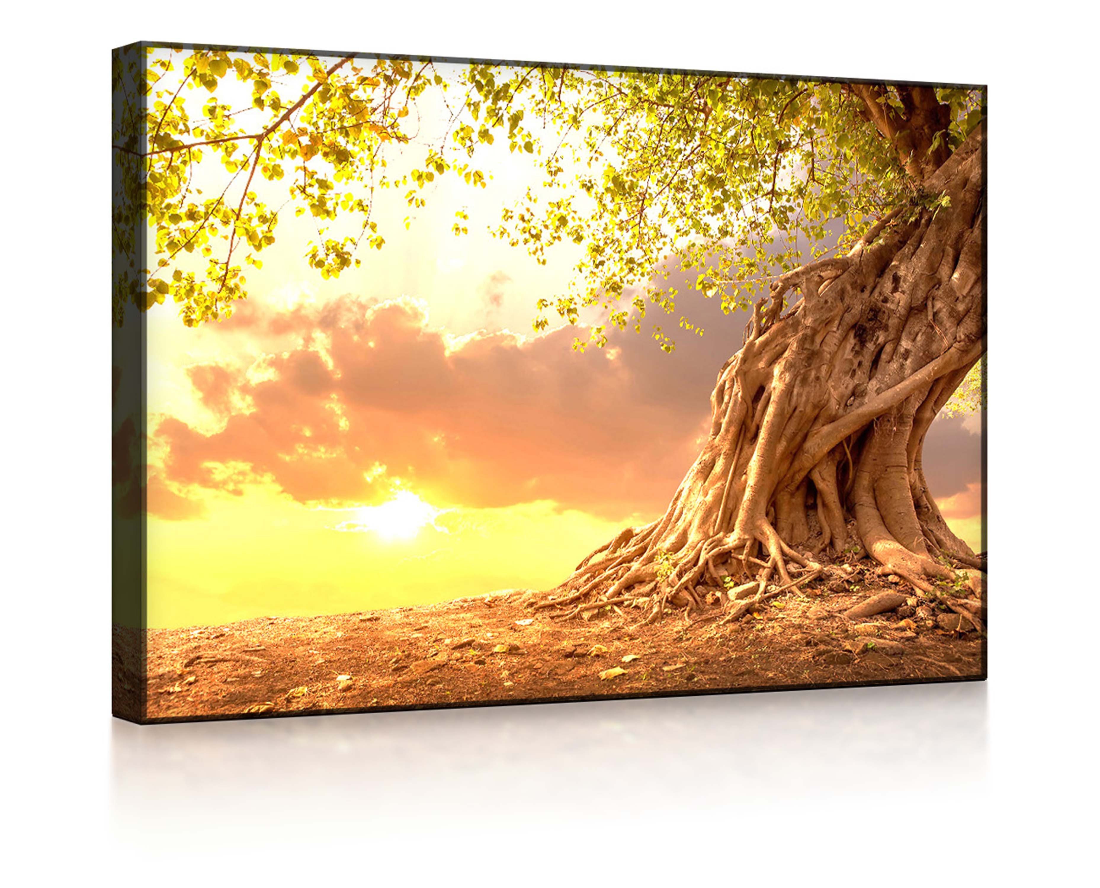 lighted Leuchtbild mit LED-Bild lightbox-multicolor Baum front im 60x40cm, / Fernbedienung Verwurzelter Sonnenuntergang starker