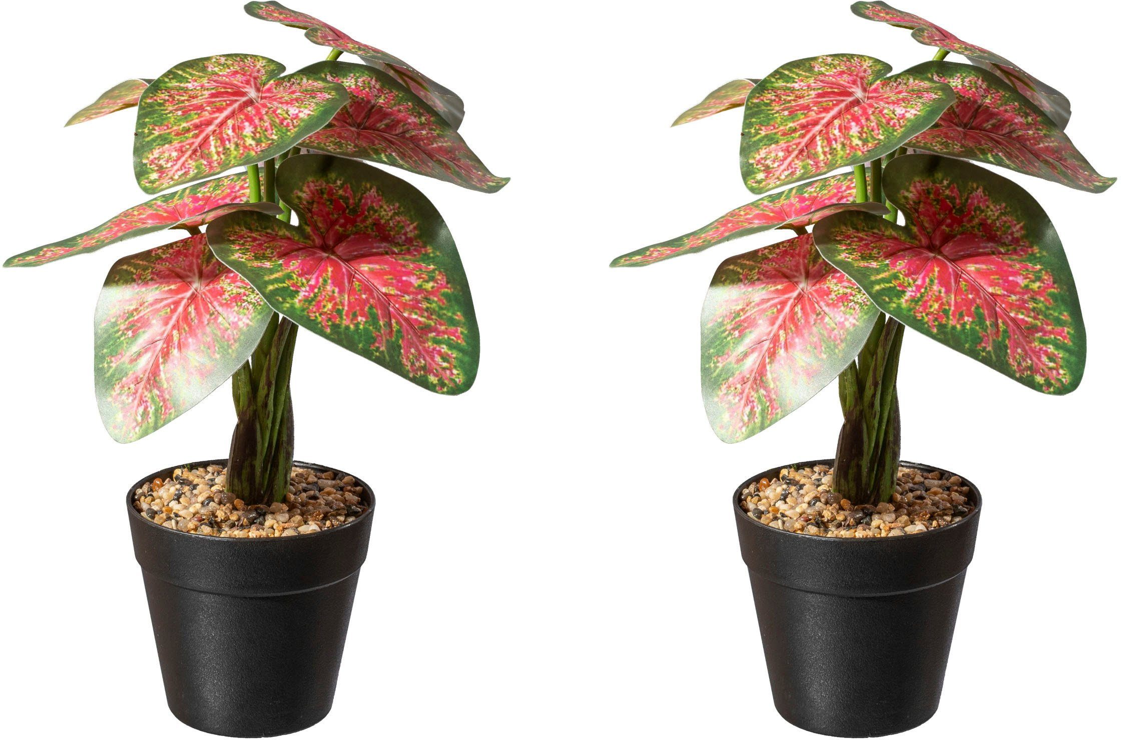 Künstliche Zimmerpflanze Caladium Pflanze Sukkulente, Creativ green, Höhe 30 cm