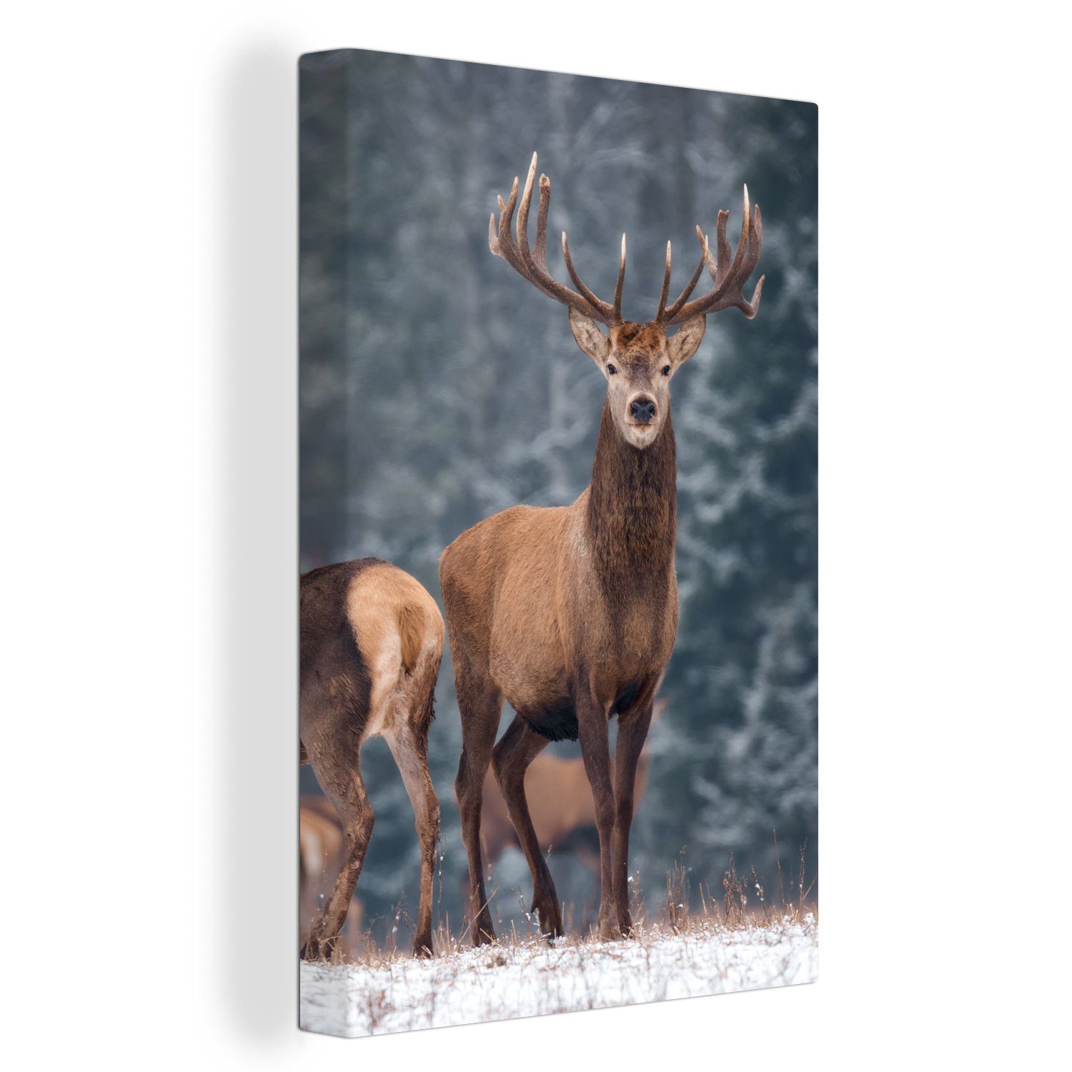 OneMillionCanvasses® Leinwandbild Waldtiere - Hirsche - Landschaft - Winter günstig online kaufen