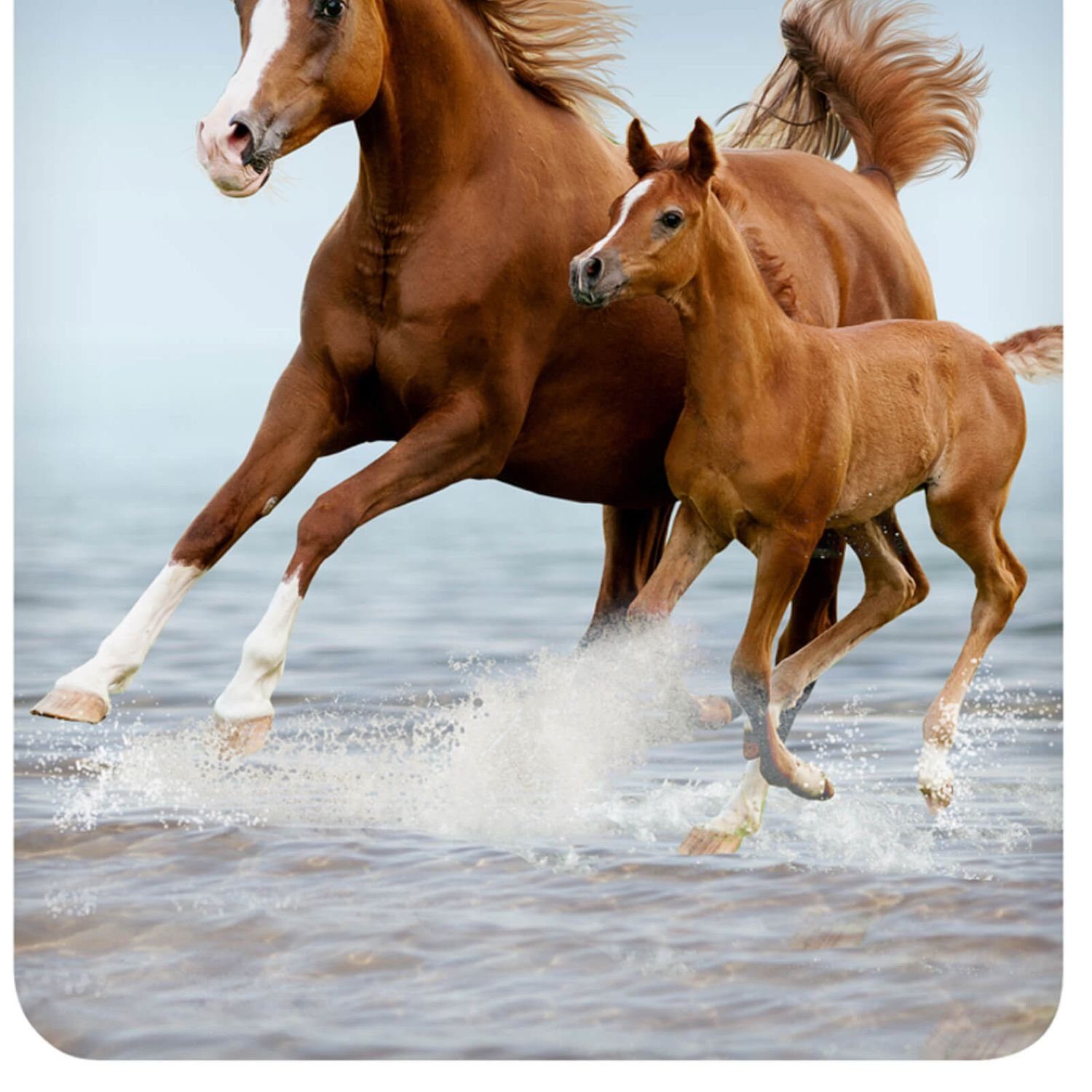 ESPiCO Kinderbettwäsche Wildpferde Trendy Bedding, Renforcé, 2 teilig, Wildpferd, Stute, Fohlen, Wasser
