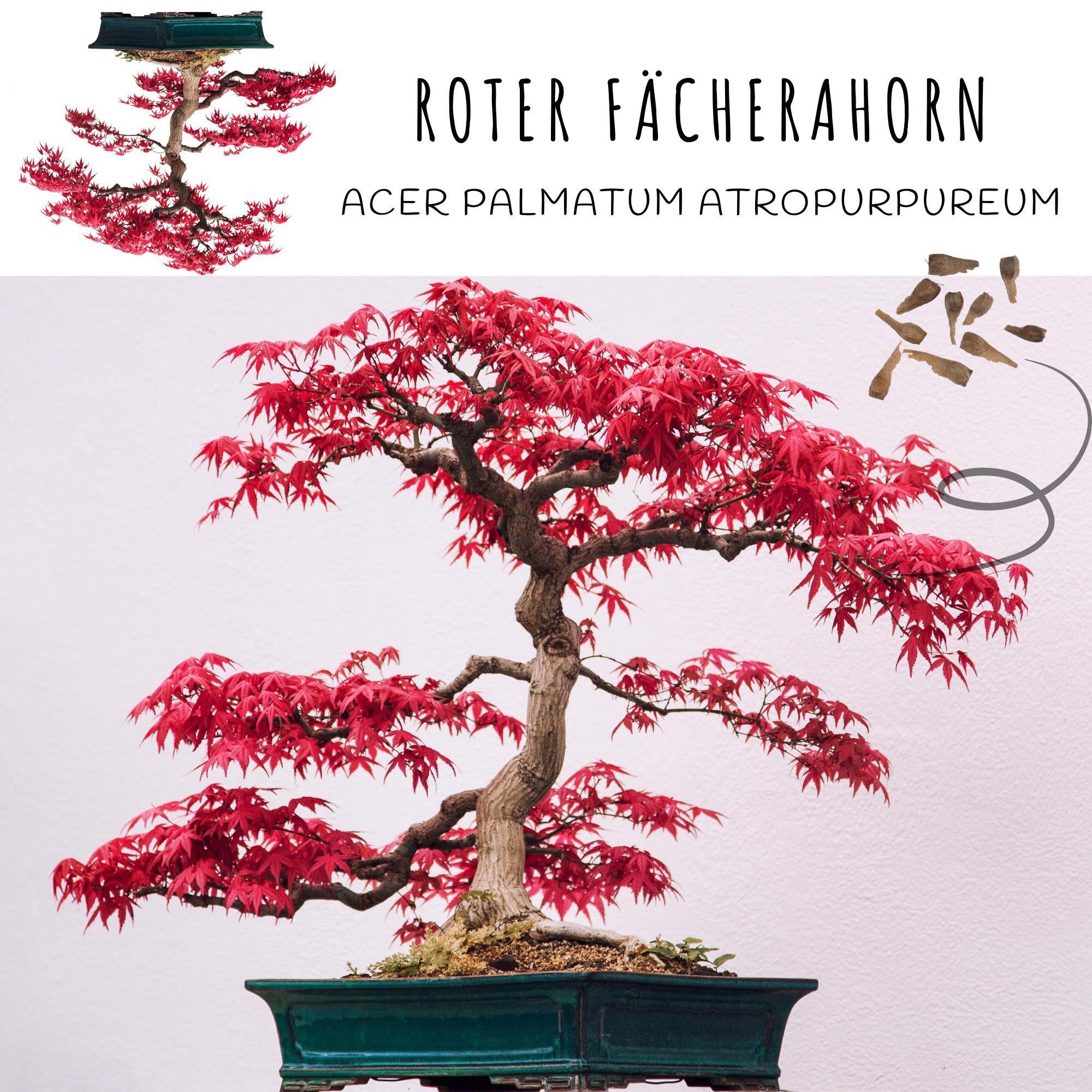 HappySeed Blumensamen Außergewöhnliche Bonsai Samen mit hoher Keimrate - 5er Set inkl. eBook, Bonsai