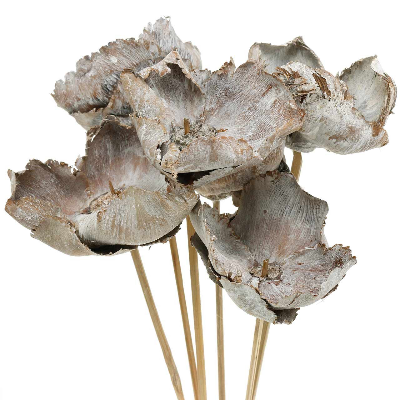 Trockenblume Palm Cup am Stiel - Weiße Naturblüten Deko - Set mit 25, 25 Stück, Florists Products, Höhe 12 cm