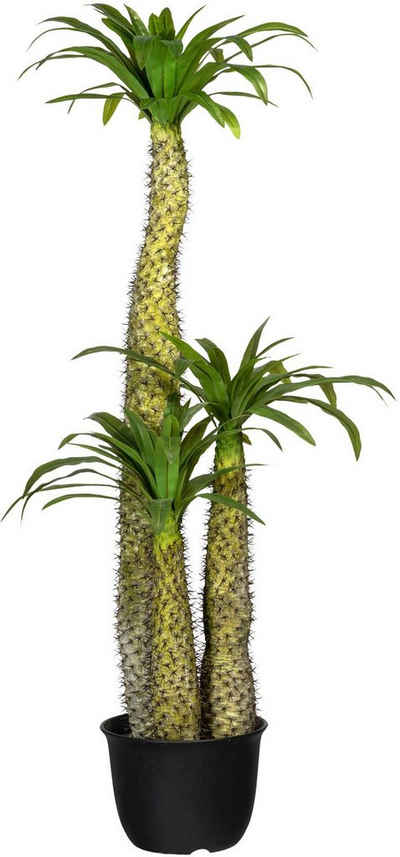 Künstliche Zimmerpflanze Madagaskarpalme Pachypodium Madagaskarpalme Pachypodium, Creativ green, Höhe 170 cm