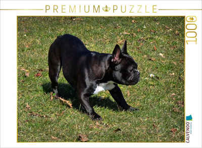 CALVENDO Puzzle CALVENDO Puzzle Spielende Französische Bulldogge 1000 Teile Lege-Größe 64 x 48 cm Foto-Puzzle Bild von Kattobello, 1000 Puzzleteile