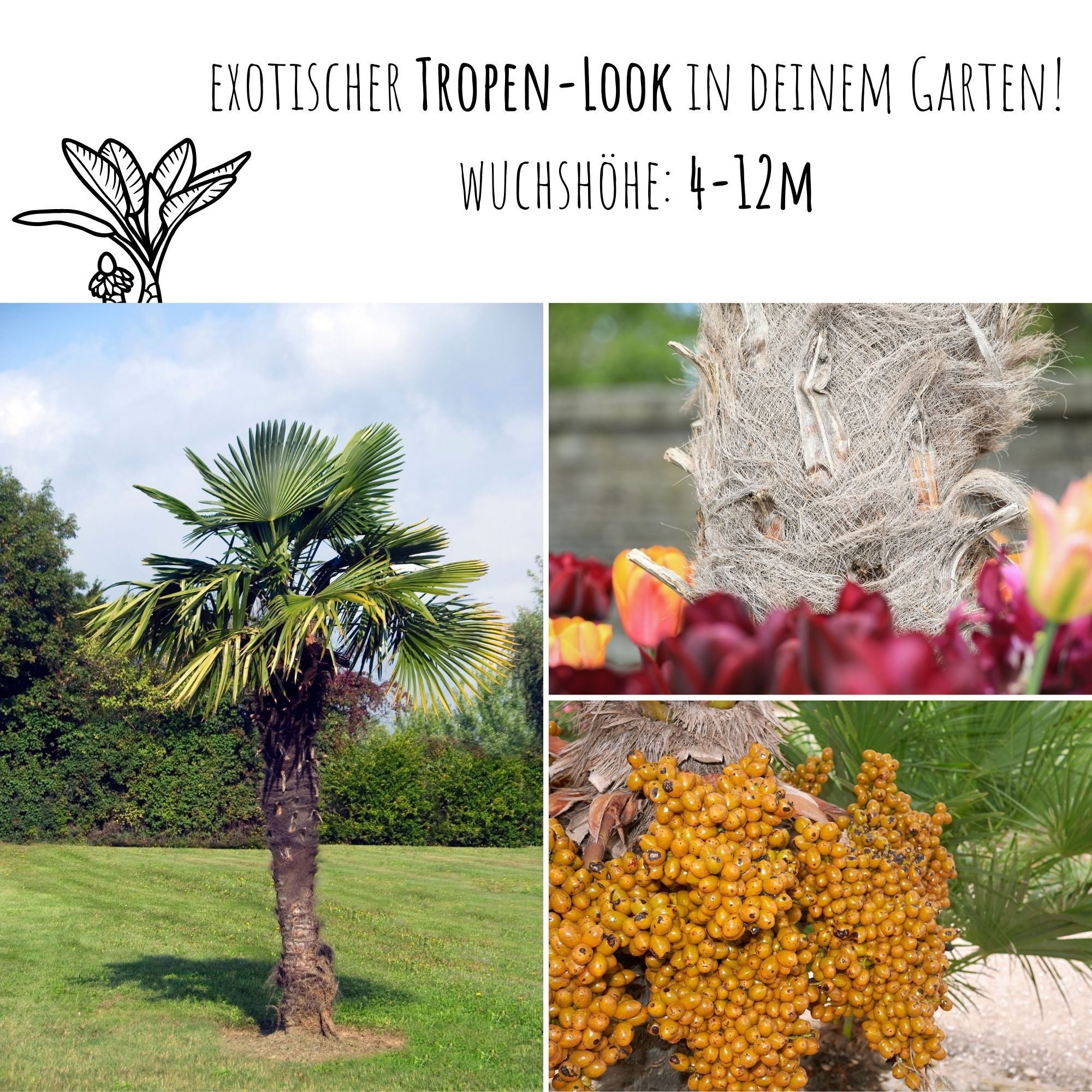 HappySeed Blumensamen Hanfpalme Samen - Chamaerops excelsa, Blumen