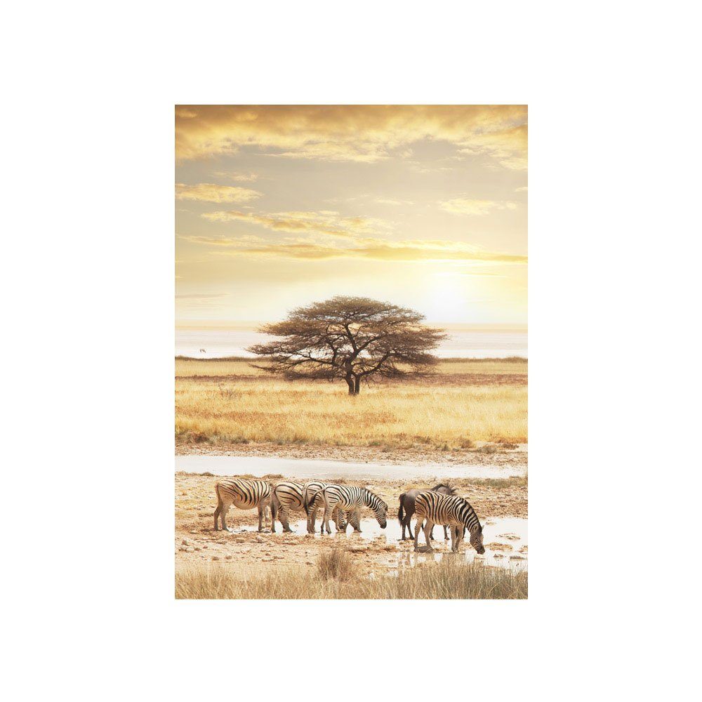 no. 236, Natur liwwing Wüste Fototapete Tiere Zebras liwwing Sonnenaufgang Tiere Fototapete