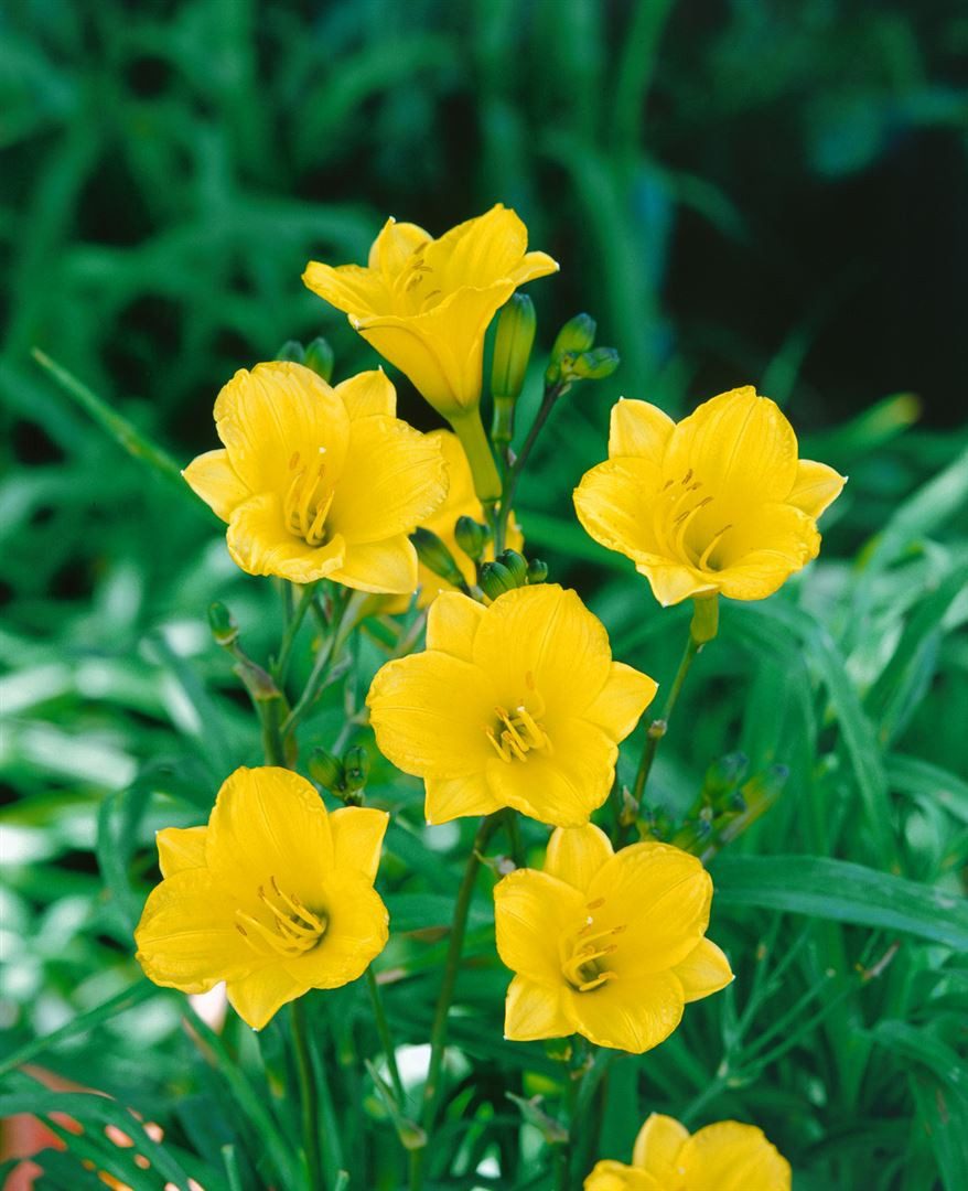 Pflanzen für Dich Staude Hemerocallis cult. Bitsy, 1 St., Taglilie