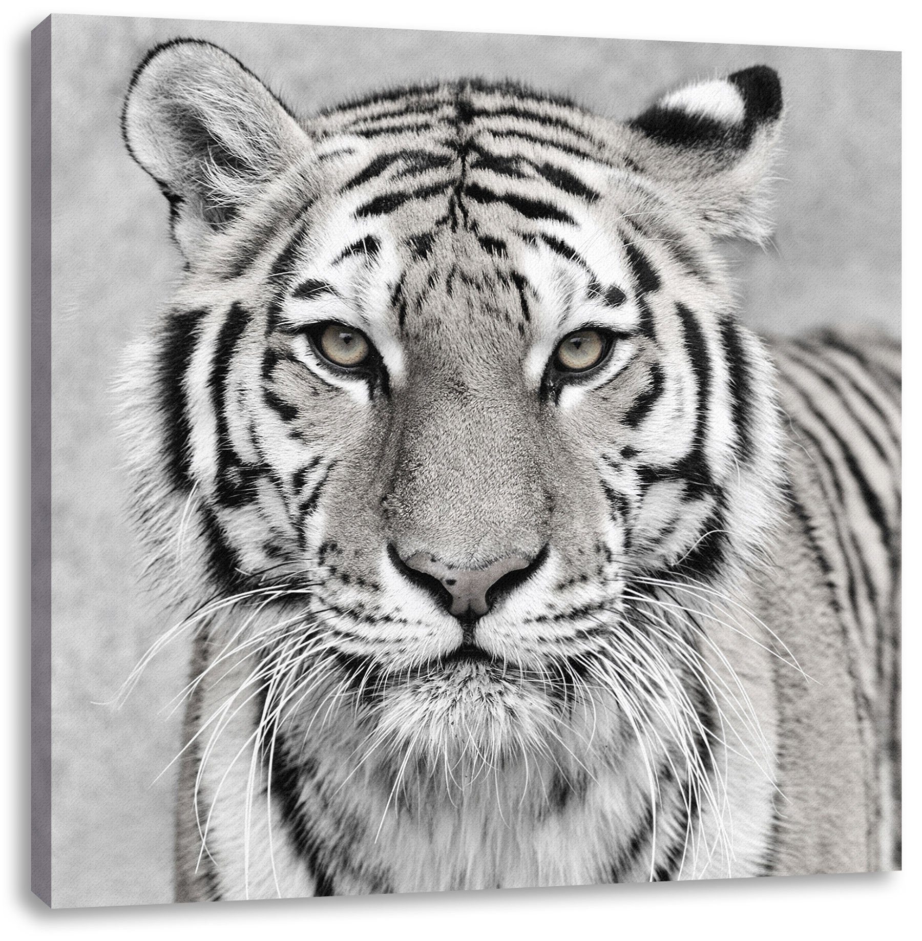 Anmutiger Leinwandbild St), Leinwandbild Tiger (1 inkl. Anmutiger bespannt, Zackenaufhänger Pixxprint Tiger fertig in in,