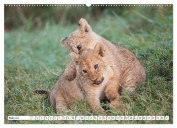 CALVENDO Wandkalender Emotionale Momente: Löwenbabys - so süß. (Premium, hochwertiger DIN A2 Wandkalender 2023, Kunstdruck in Hochglanz)